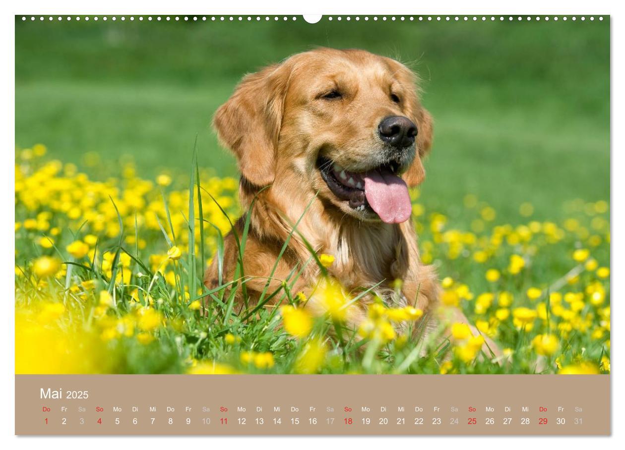 Bild: 9783435743551 | Golden Retriever (Wandkalender 2025 DIN A2 quer), CALVENDO...