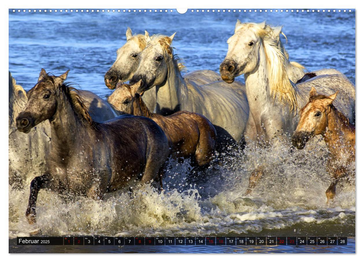 Bild: 9783383922107 | Pferde - wild und ungezähmt (Wandkalender 2025 DIN A2 quer),...