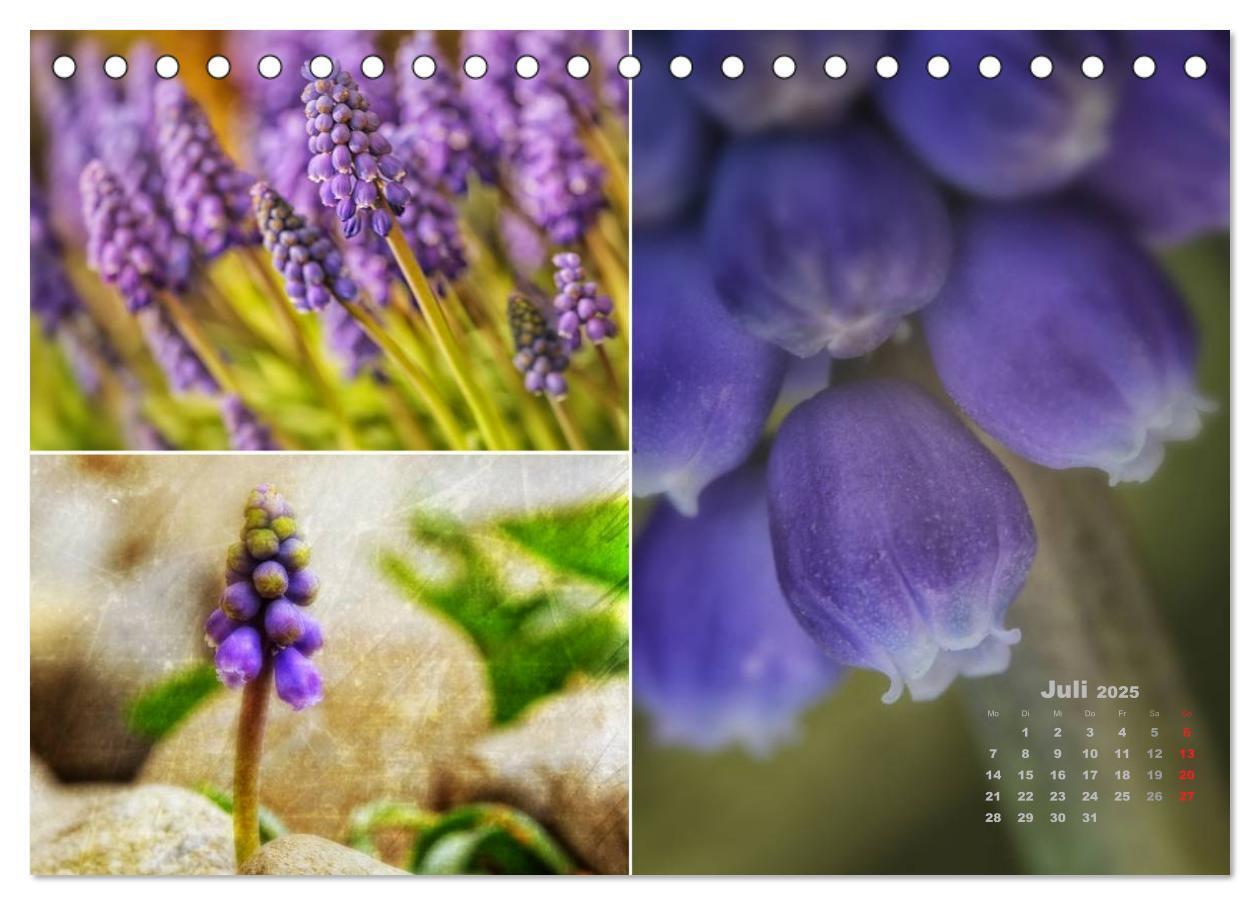 Bild: 9783435611355 | Blumenreise 2025 (Tischkalender 2025 DIN A5 quer), CALVENDO...