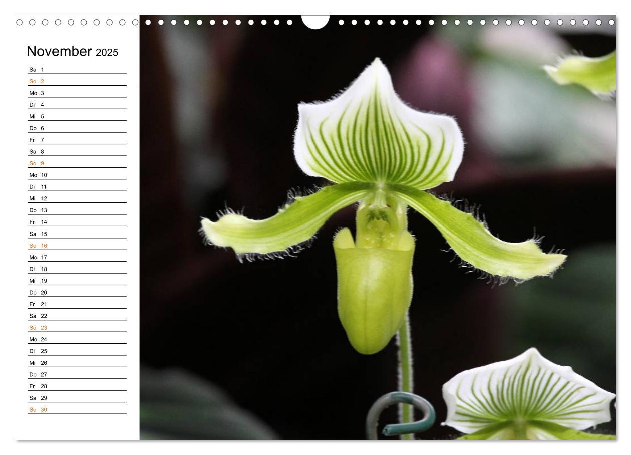 Bild: 9783435532780 | Prachtvolle Orchideen (Wandkalender 2025 DIN A3 quer), CALVENDO...