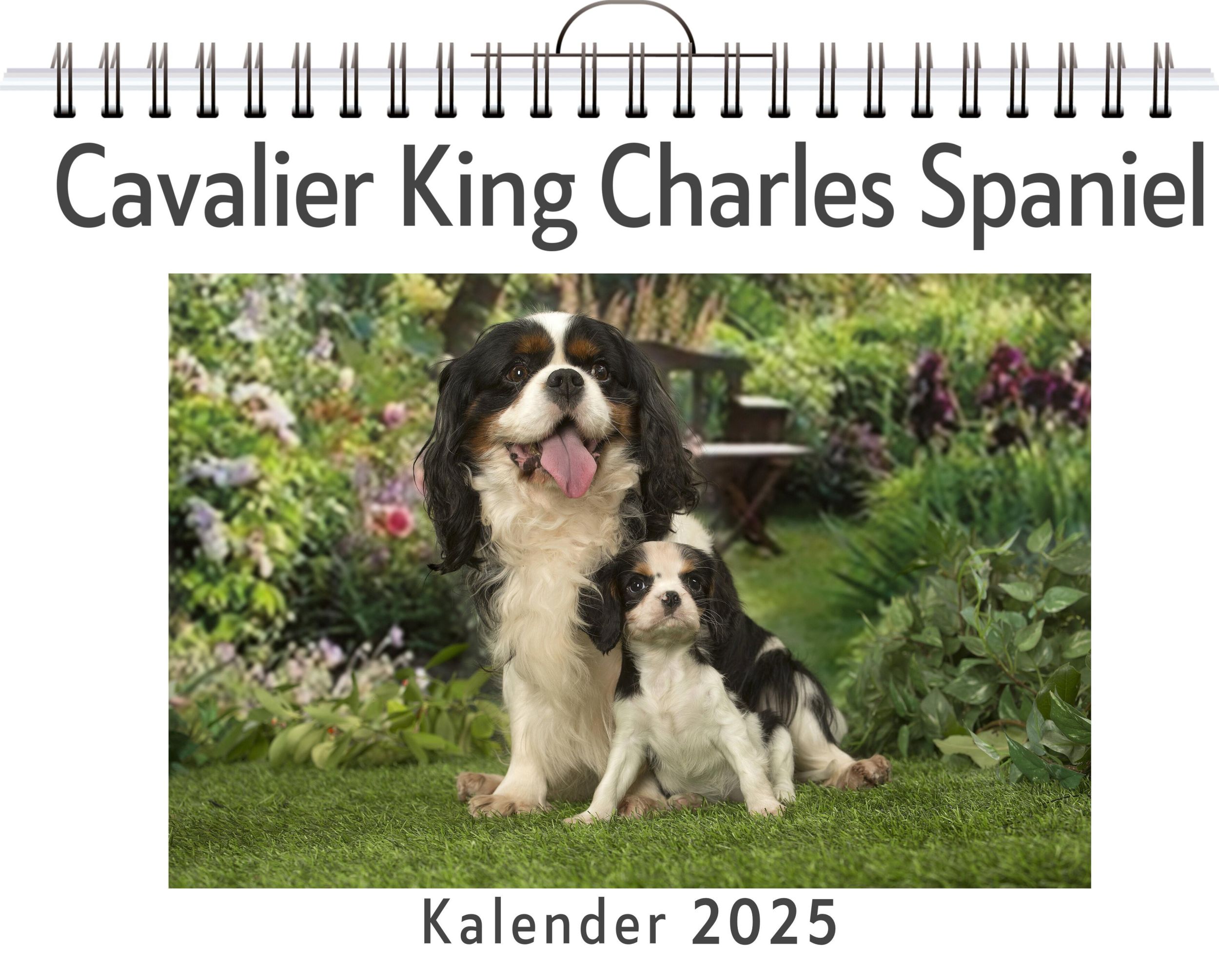 Cover: 9783759132802 | Cavalier King Charles Spaniel | Linus Braun | Kalender | Kalender