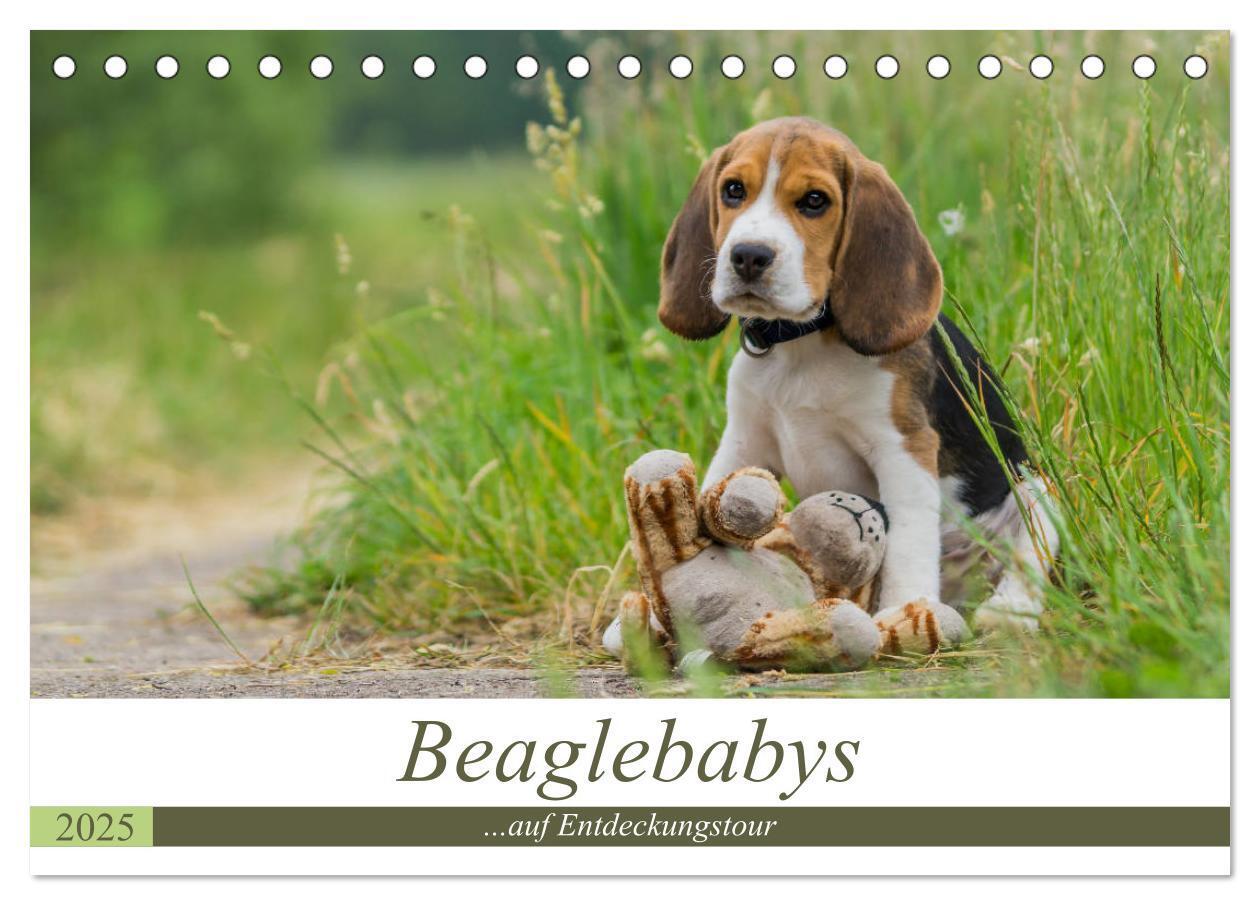 Cover: 9783435573578 | Beaglebabys auf Entdeckungstour (Tischkalender 2025 DIN A5 quer),...