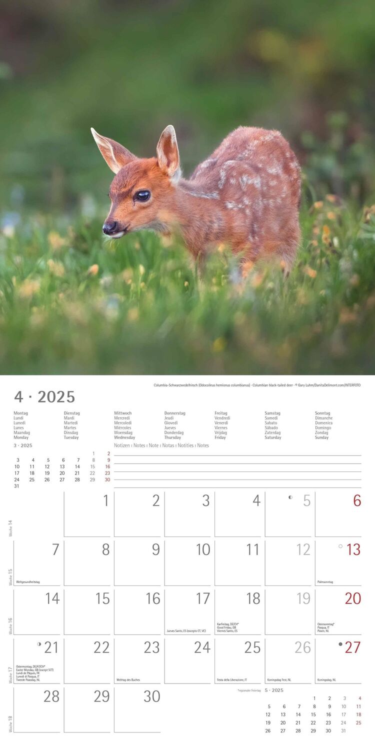 Bild: 4251732340773 | Tierbabys 2025 - Broschürenkalender 30x30 cm (30x60 geöffnet) -...