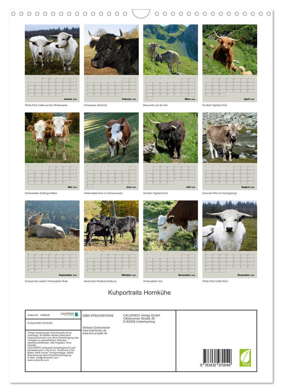 Bild: 9783435970049 | Kuhportraits Hornkühe (Wandkalender 2025 DIN A3 hoch), CALVENDO...