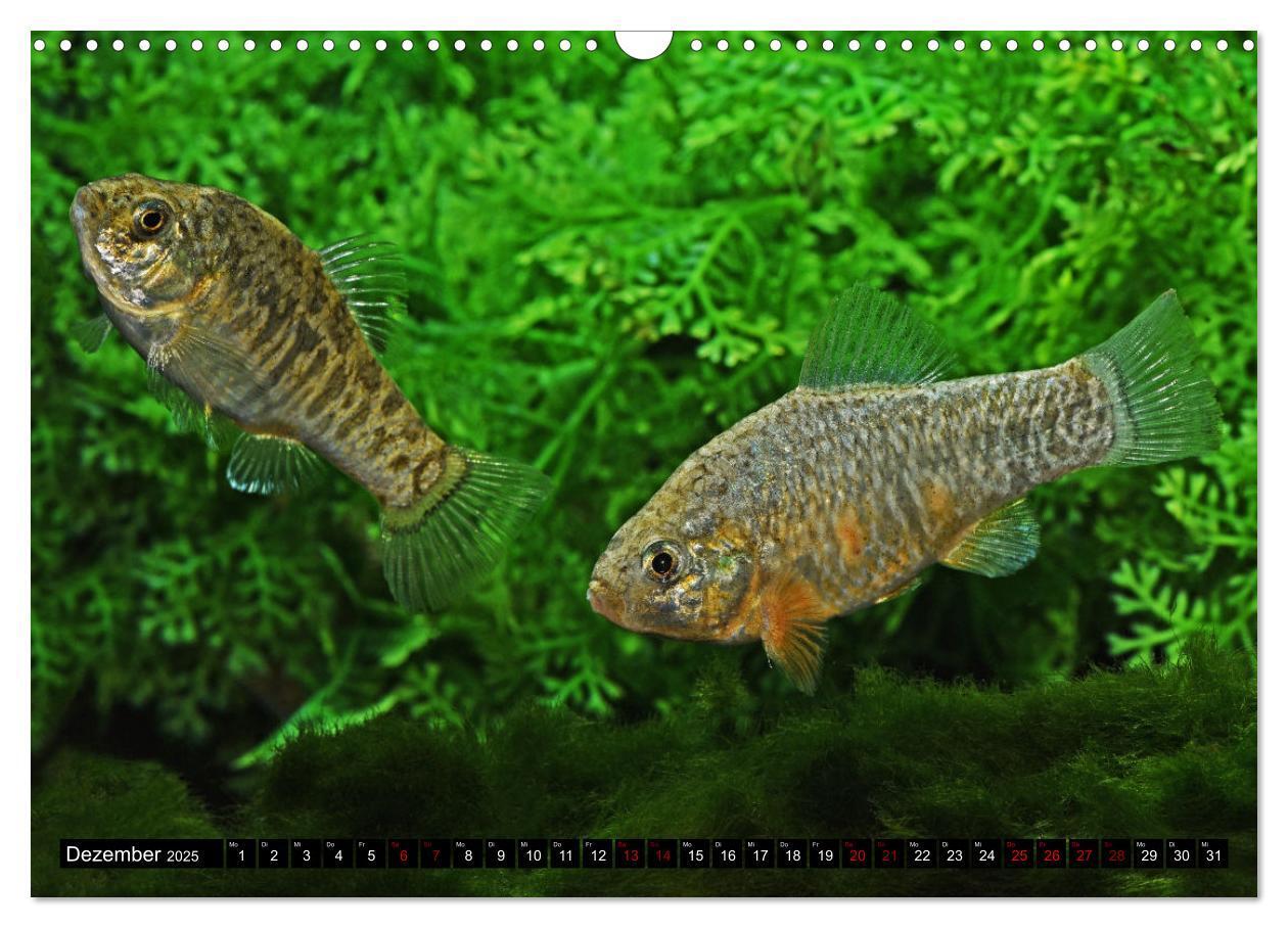 Bild: 9783383911651 | Outdoor-Aquaristik (Wandkalender 2025 DIN A3 quer), CALVENDO...