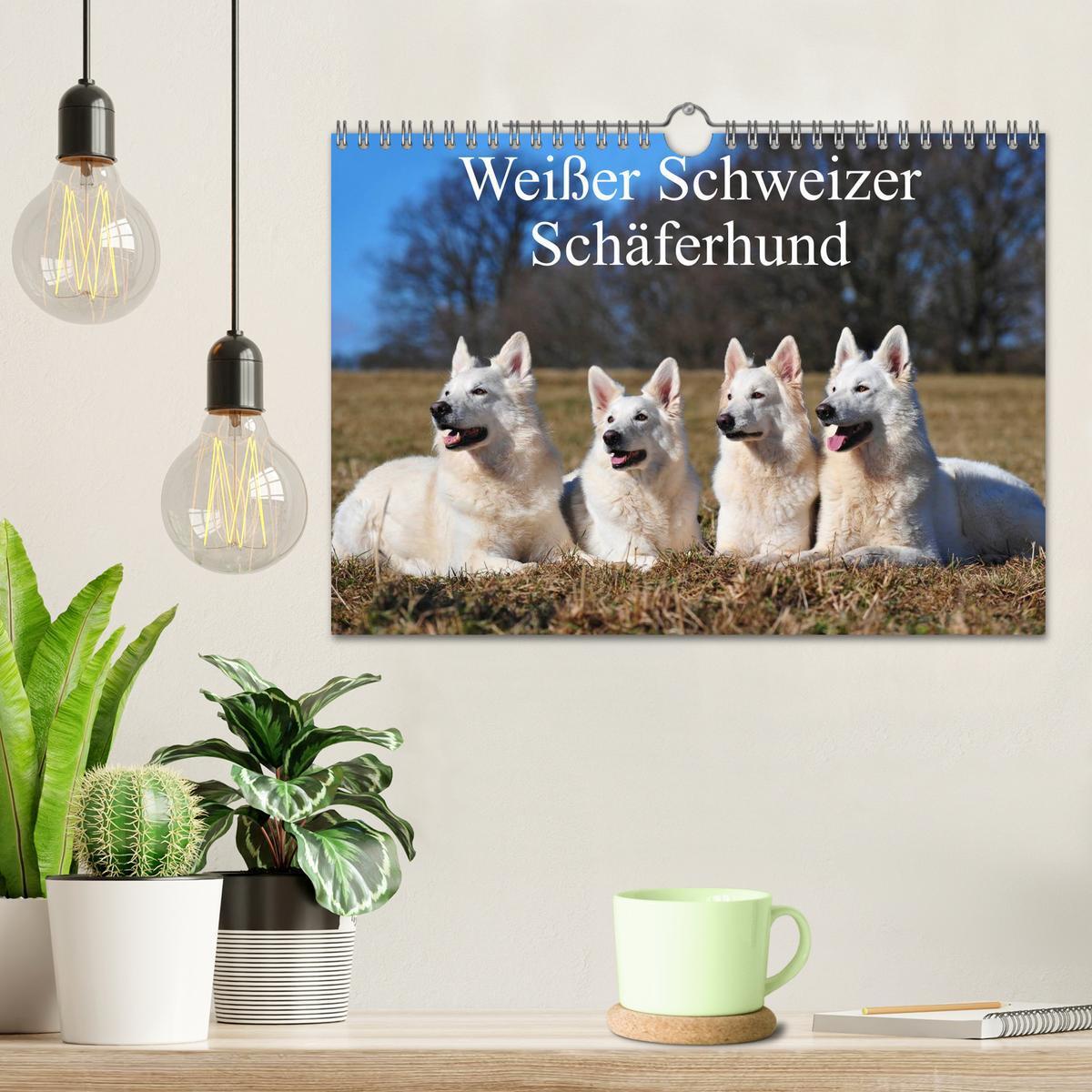 Bild: 9783435765928 | Weißer Schweizer Schäferhund (Wandkalender 2025 DIN A4 quer),...