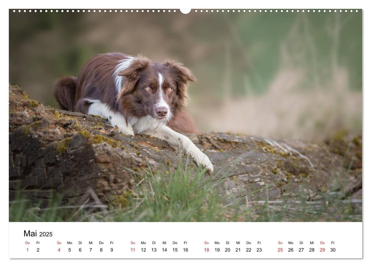 Bild: 9783435188130 | Border Collie - Bunt und clever! (hochwertiger Premium Wandkalender...