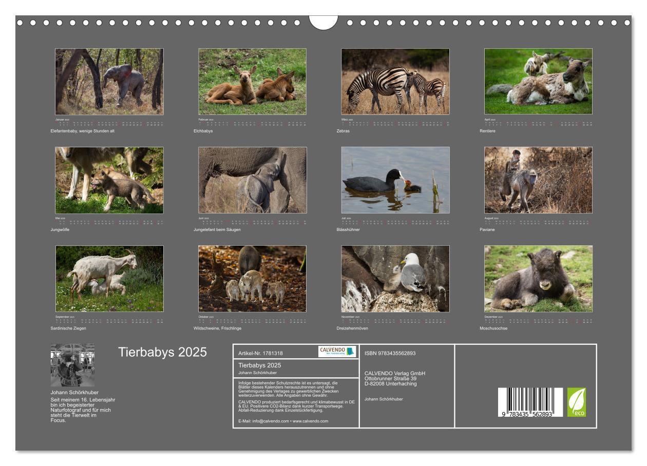 Bild: 9783435562893 | Tierbabys 2025 (Wandkalender 2025 DIN A3 quer), CALVENDO...