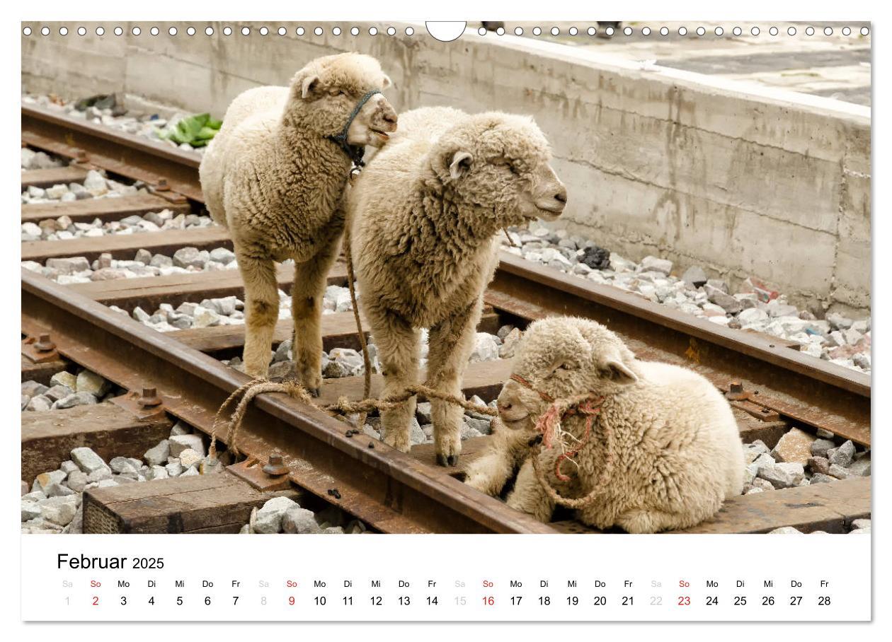 Bild: 9783435724444 | Peru - Land der Inkas und Alpakas (Wandkalender 2025 DIN A3 quer),...