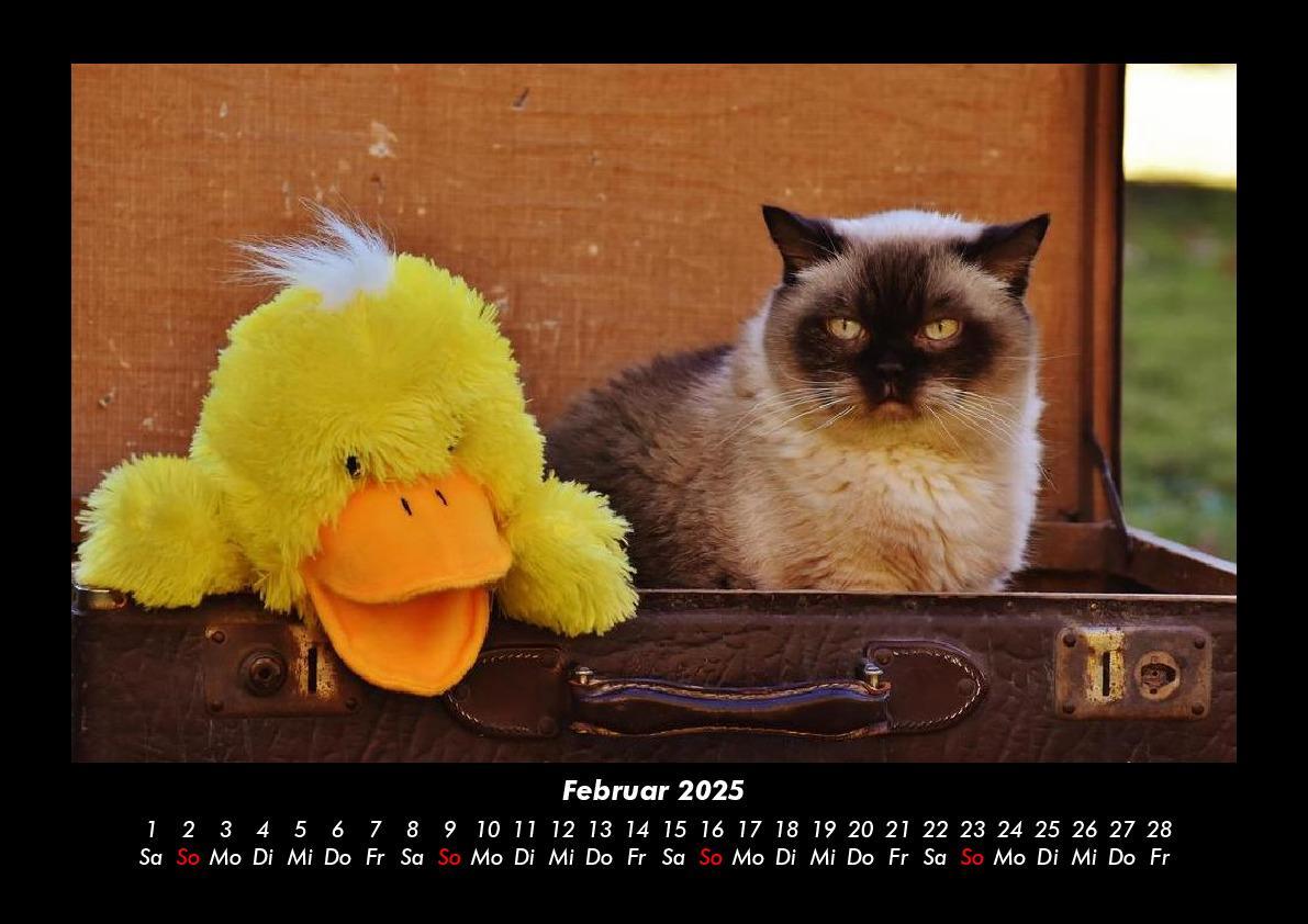 Bild: 9783755979449 | Katzen 2025 Fotokalender DIN A3 | Tobias Becker | Kalender | Kalender