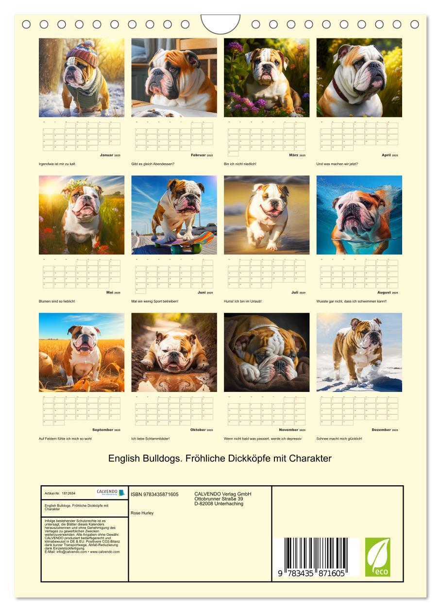 Bild: 9783435871605 | English Bulldogs. Fröhliche Dickköpfe mit Charakter (Wandkalender...