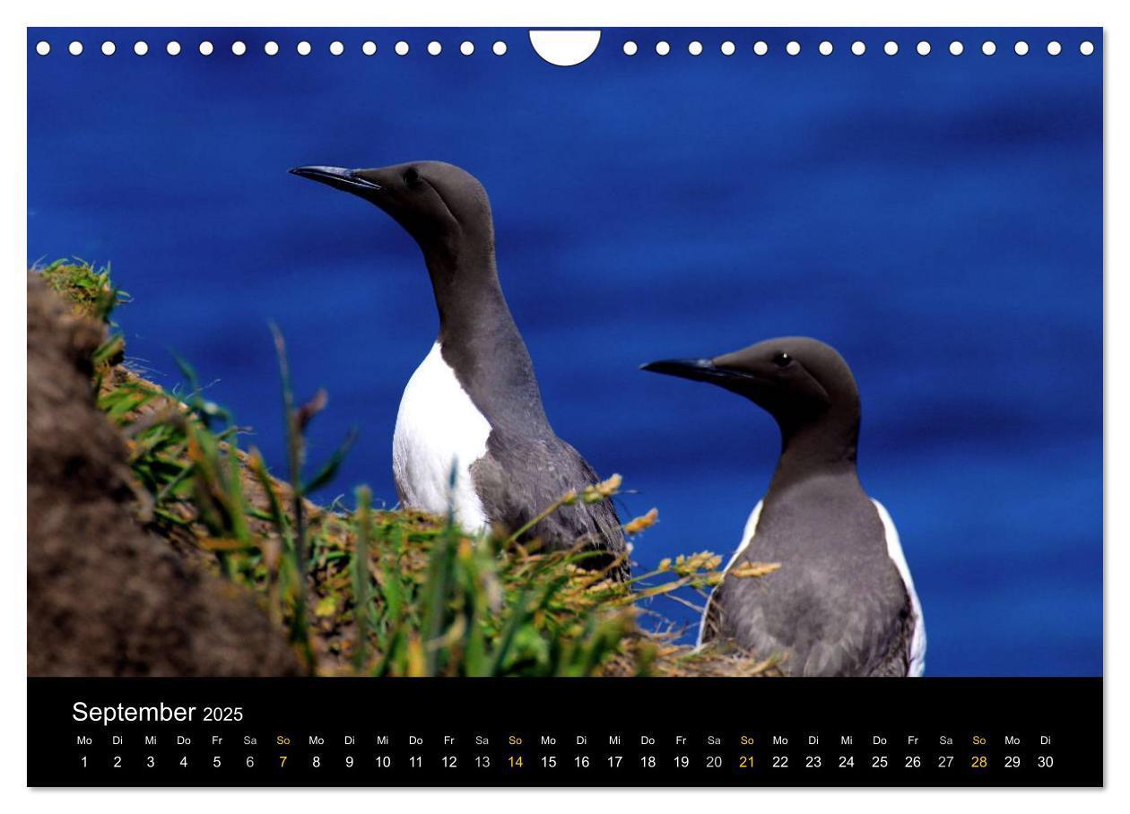 Bild: 9783435578801 | Wales Pembrokeshire - Natur im Fokus- (Wandkalender 2025 DIN A4...