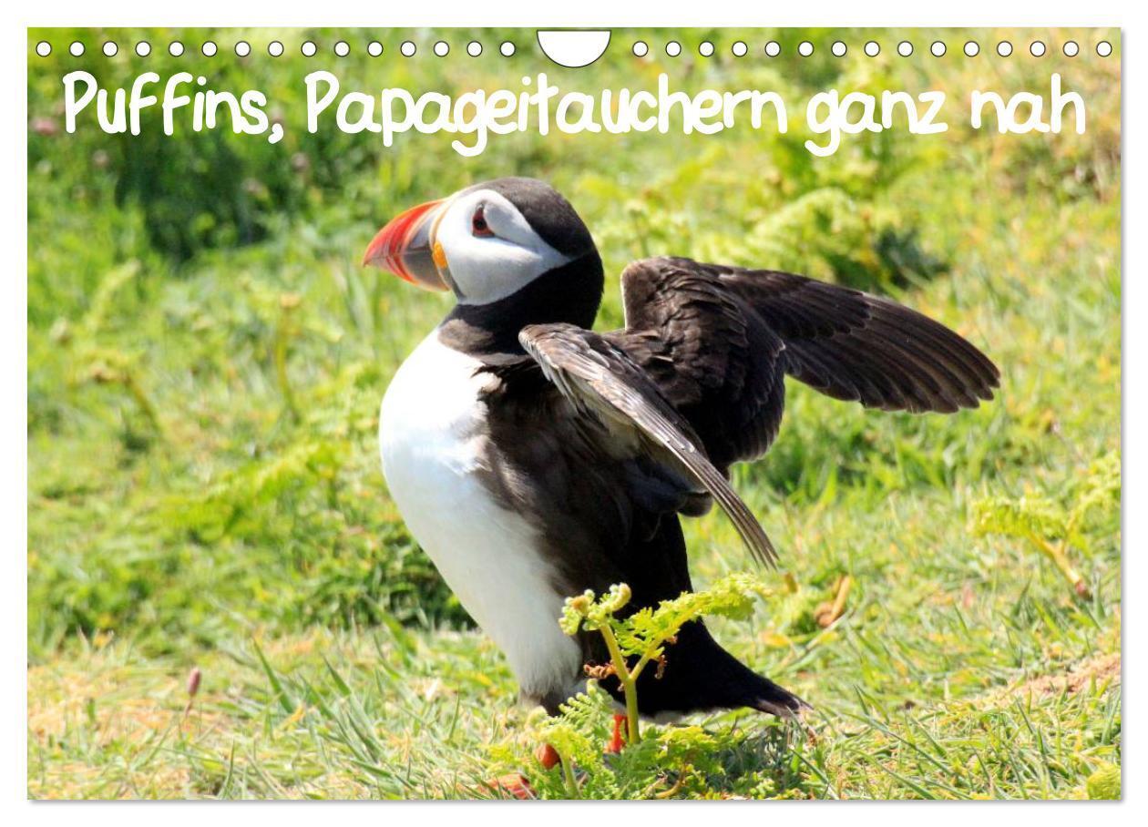 Cover: 9783435808038 | Puffins, Papageitauchern ganz nah (Wandkalender 2025 DIN A4 quer),...