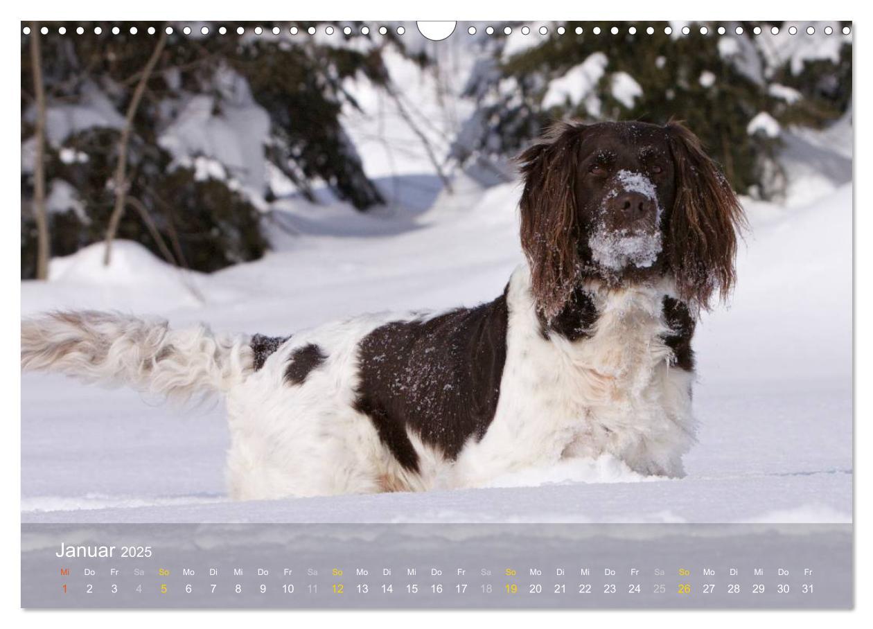 Bild: 9783435632633 | Kleiner Münsterländer Vorstehhund (Wandkalender 2025 DIN A3 quer),...