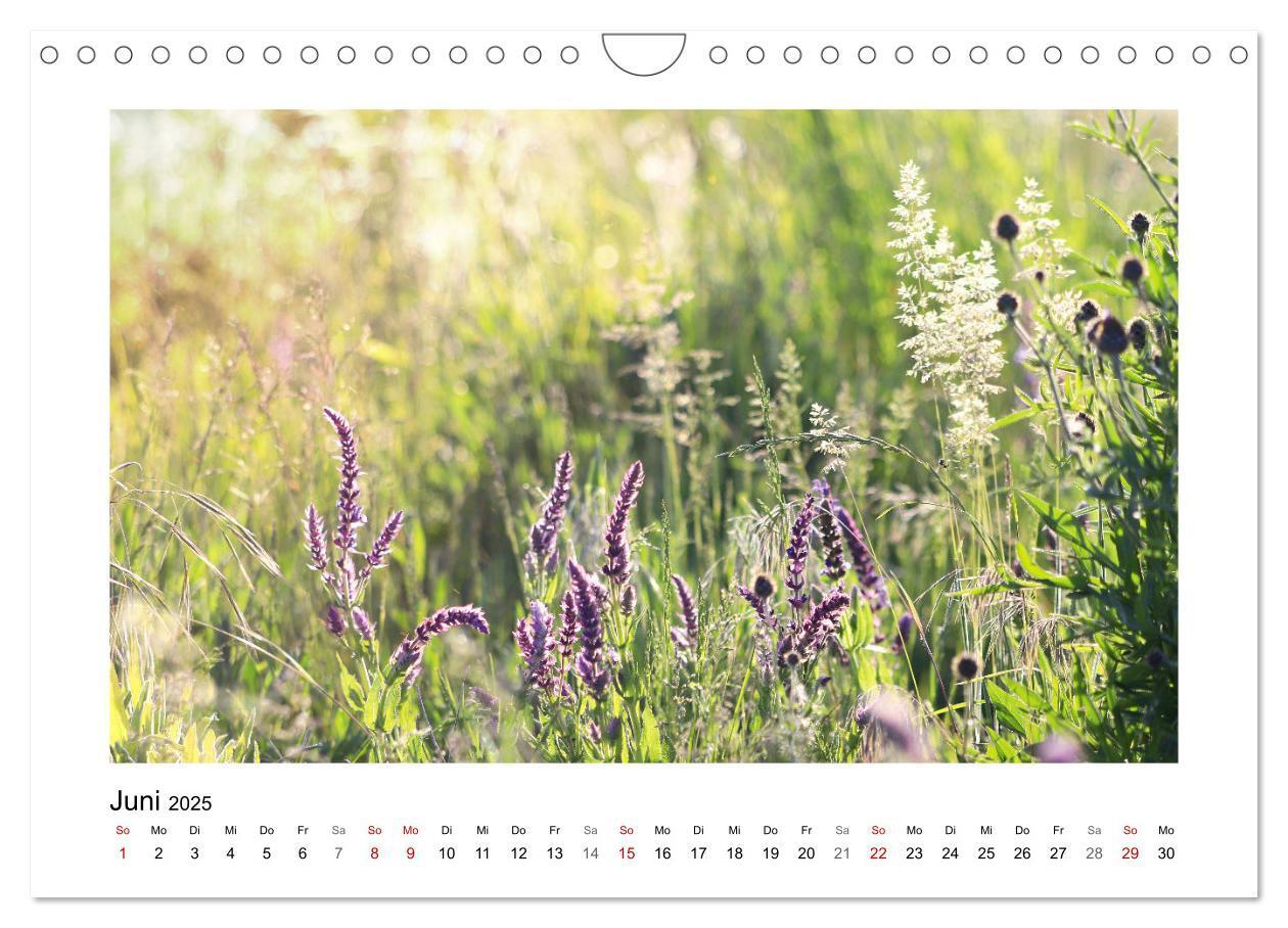 Bild: 9783435078158 | Mein Sehnsuchtsort, die Blumenwiese (Wandkalender 2025 DIN A4...