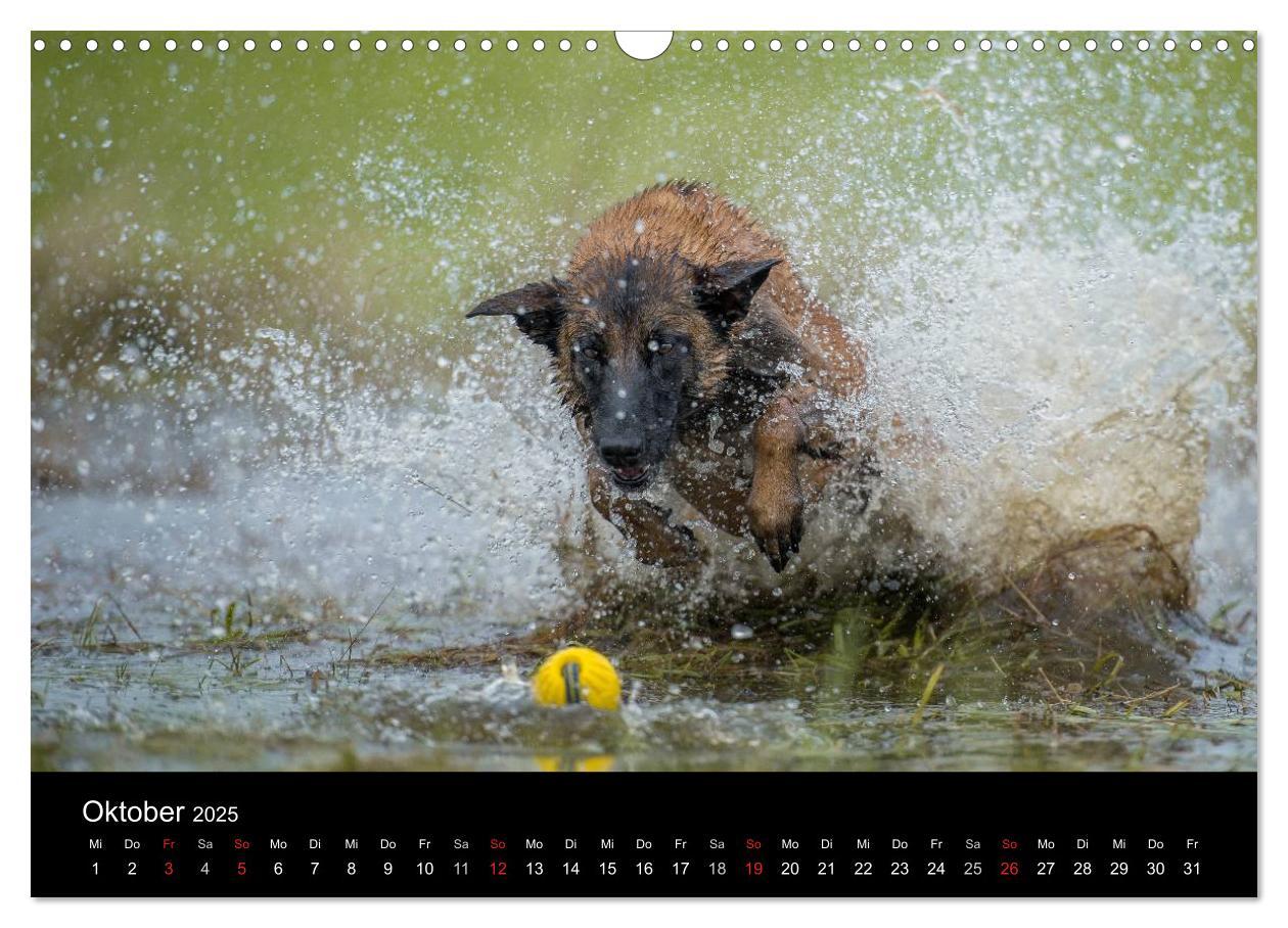 Bild: 9783435631445 | Belgischer Schäferhund - Der Malinois in Action (Wandkalender 2025...