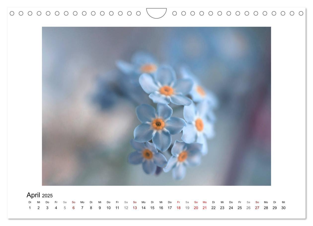 Bild: 9783435301355 | Blauer Blütentraum (Wandkalender 2025 DIN A4 quer), CALVENDO...