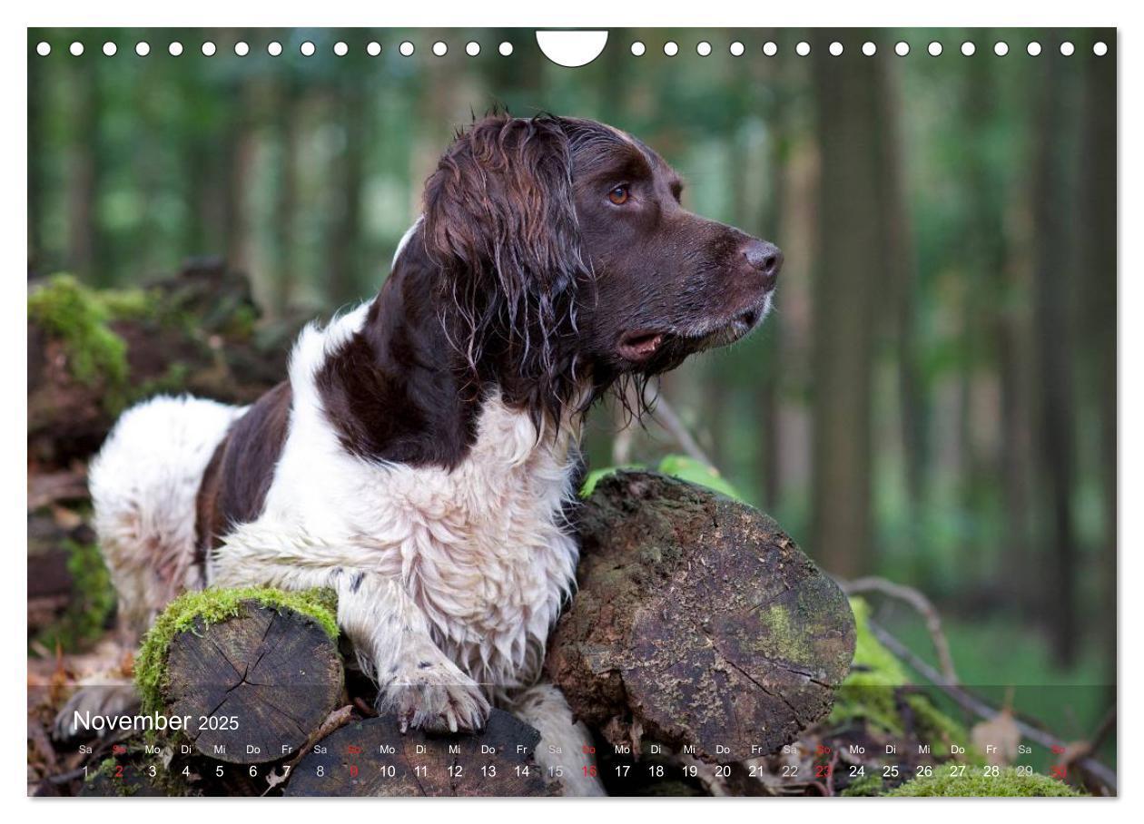 Bild: 9783435633081 | Kleiner Münsterländer Vorstehhund (Wandkalender 2025 DIN A4 quer),...