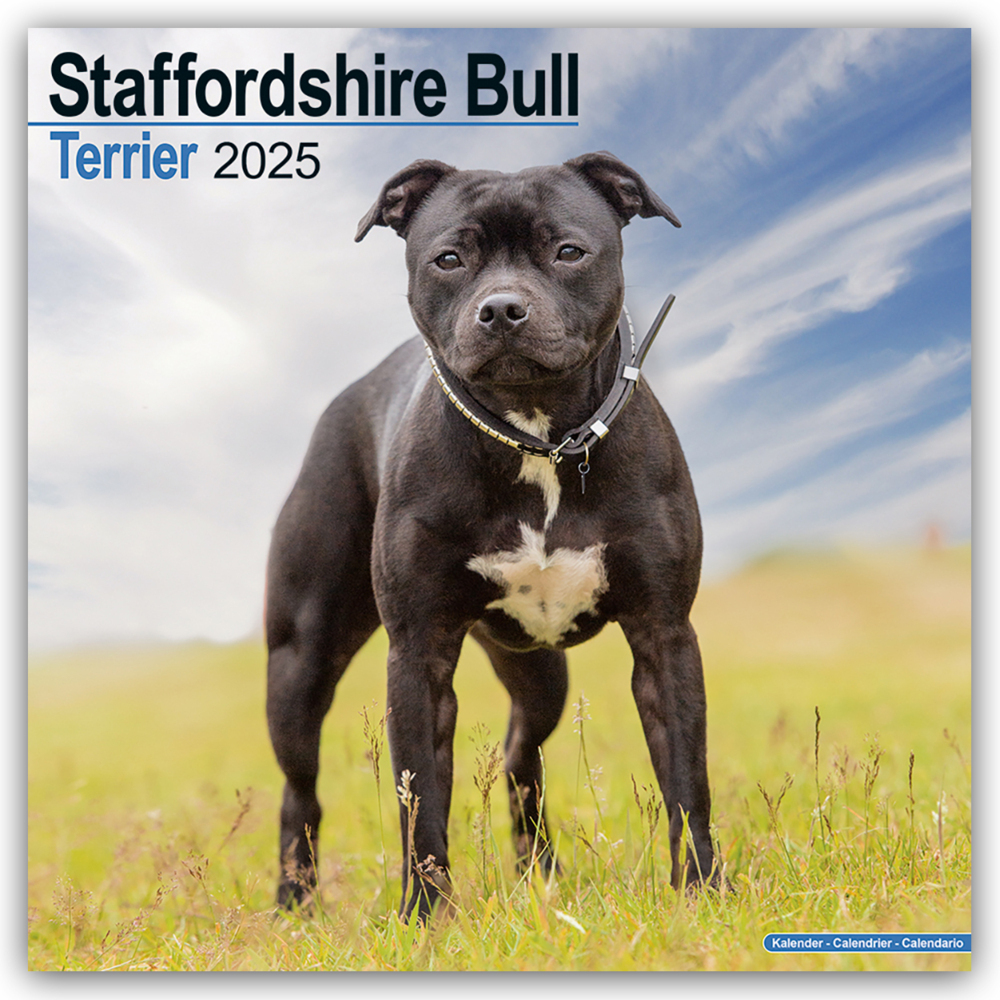 Cover: 9781804603932 | Staffordshire Bull Terrier - Staffordshire Bull Terrier 2025 -...