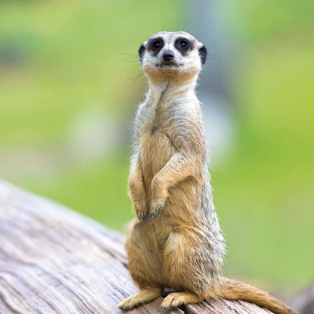 Bild: 9783959294683 | Meerkats/Erdmännchen 2025 | Kalender 2025 | Kalender | Drahtheftung