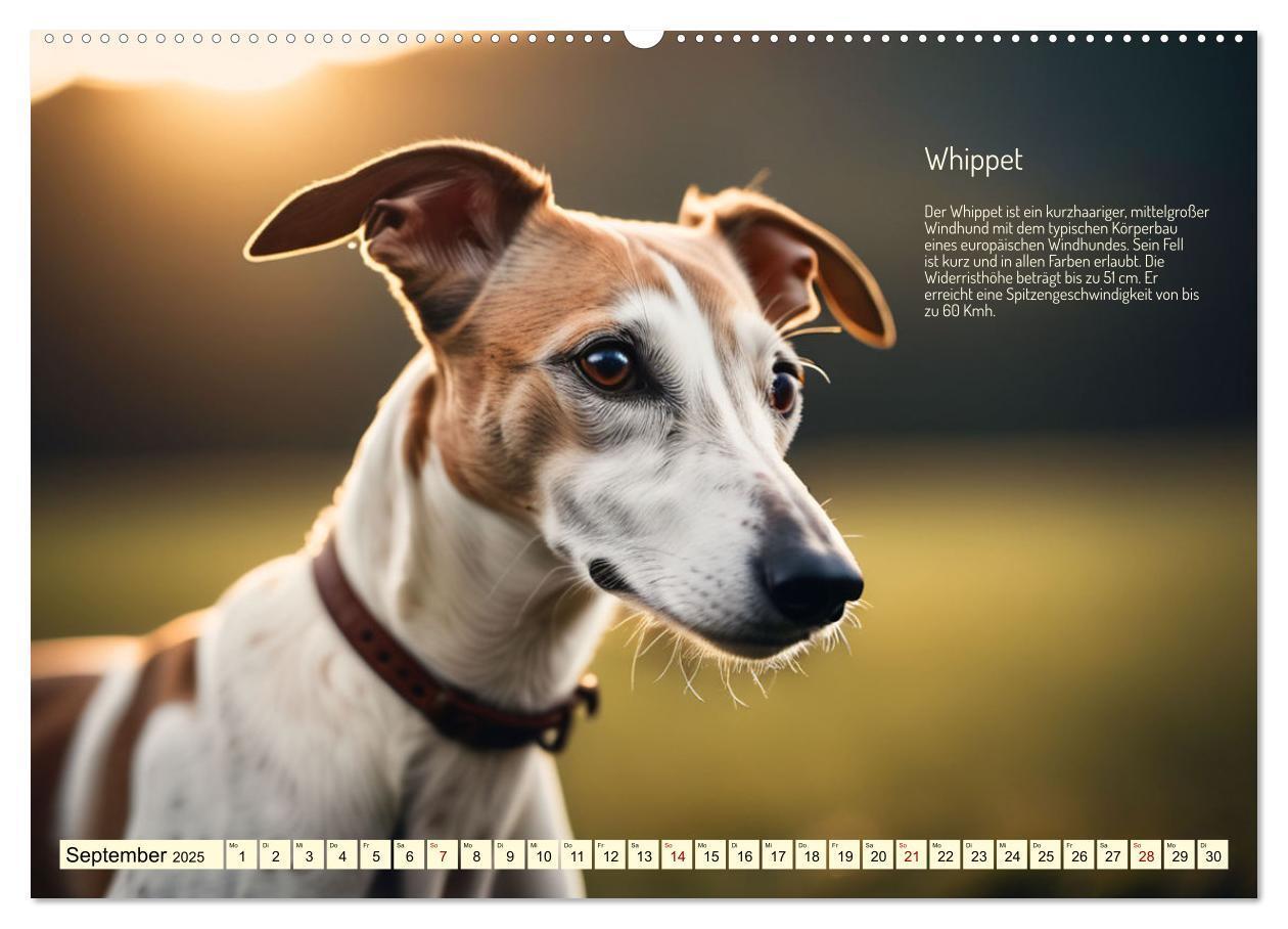 Bild: 9783457162163 | Windhunde im Portrait (Wandkalender 2025 DIN A2 quer), CALVENDO...