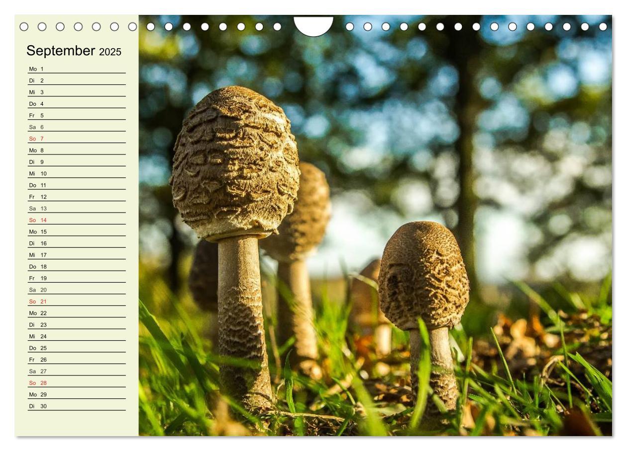 Bild: 9783435505586 | Pilze und Pilzgerichte (Wandkalender 2025 DIN A4 quer), CALVENDO...