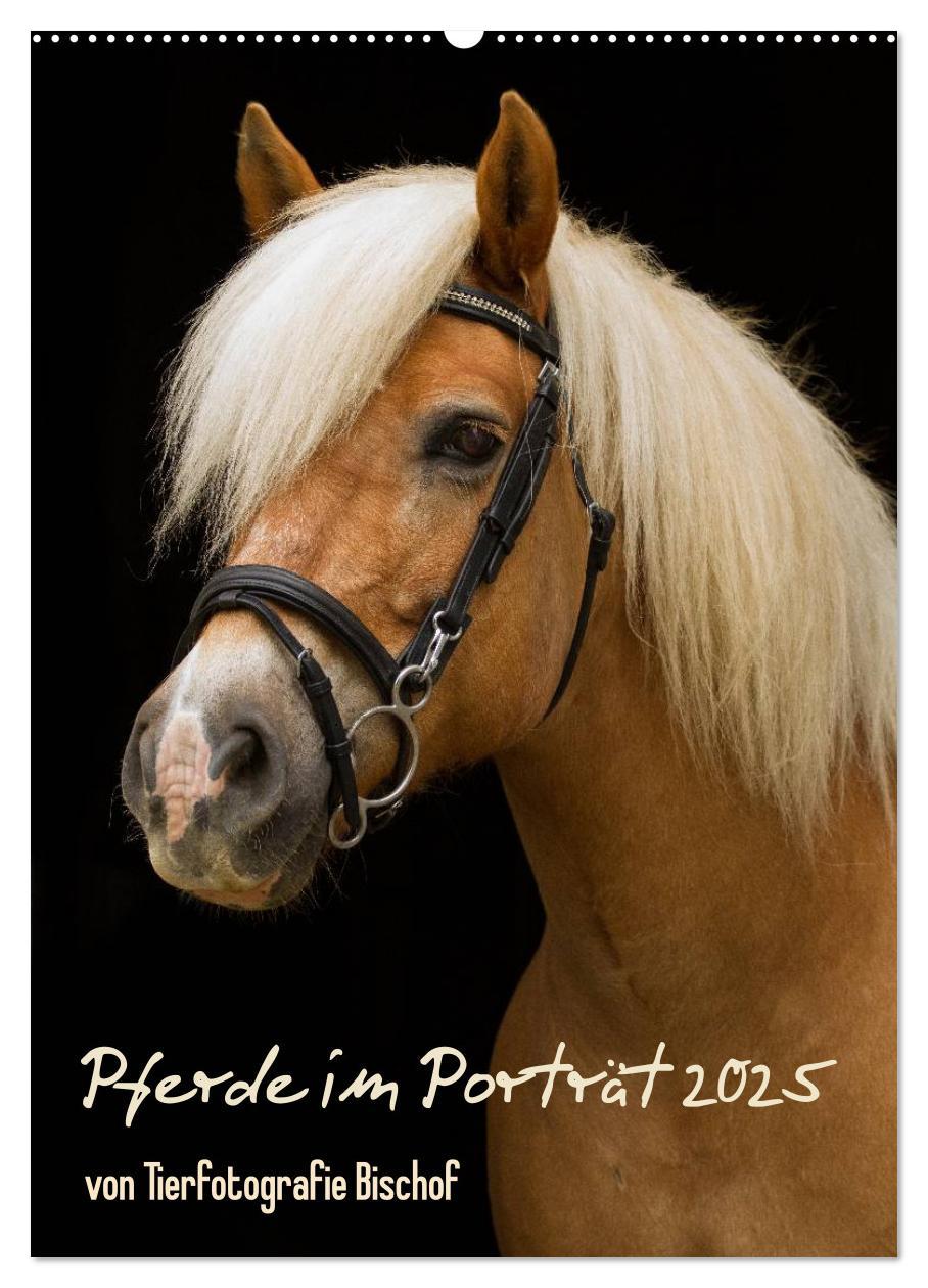 Cover: 9783457059296 | Pferde im Portait (Wandkalender 2025 DIN A2 hoch), CALVENDO...