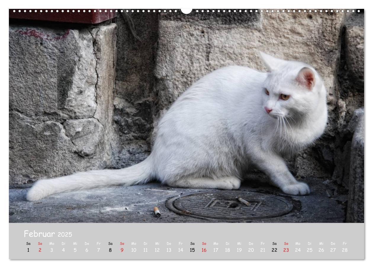 Bild: 9783435787333 | Katzen des Südens (Wandkalender 2025 DIN A2 quer), CALVENDO...