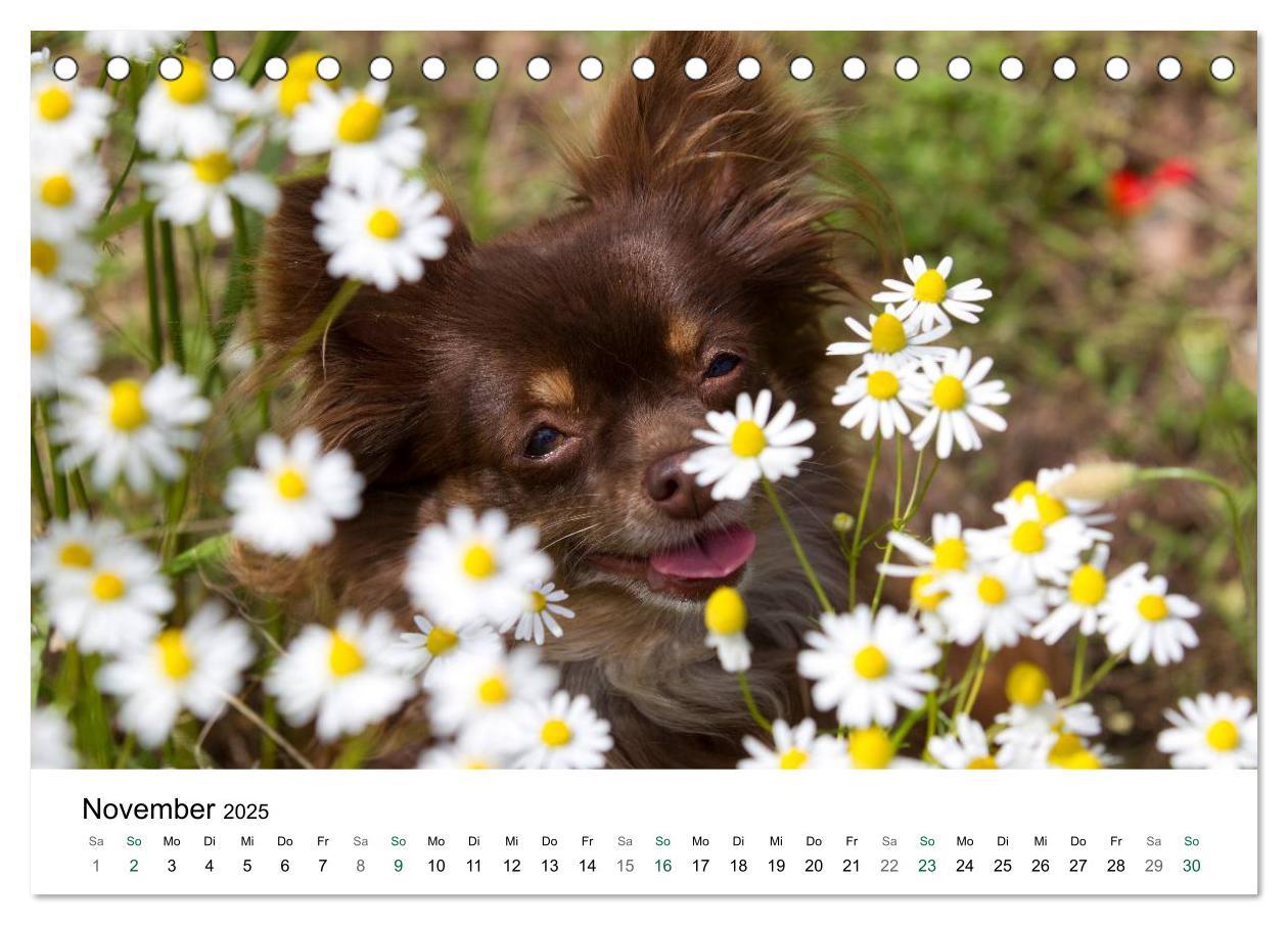 Bild: 9783435771080 | Chihuahuas - kleine Herzensbrecher (Tischkalender 2025 DIN A5...