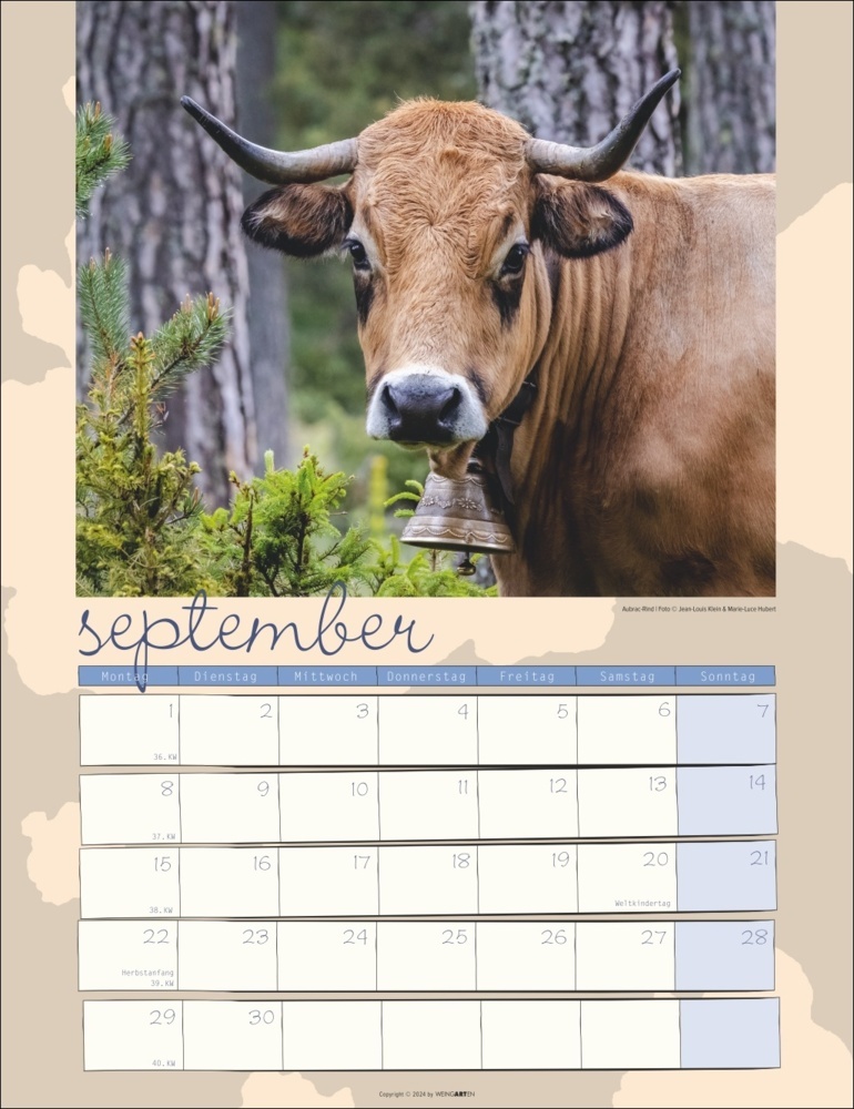 Bild: 9783839900734 | Kuh Kalender 2025 | Marie-Luce Hubert (u. a.) | Kalender | 14 S.