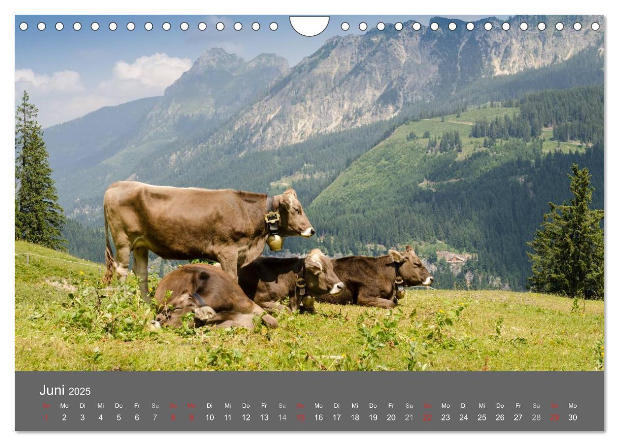 Bild: 9783435728930 | Tannheimer Tal (Wandkalender 2025 DIN A4 quer), CALVENDO...