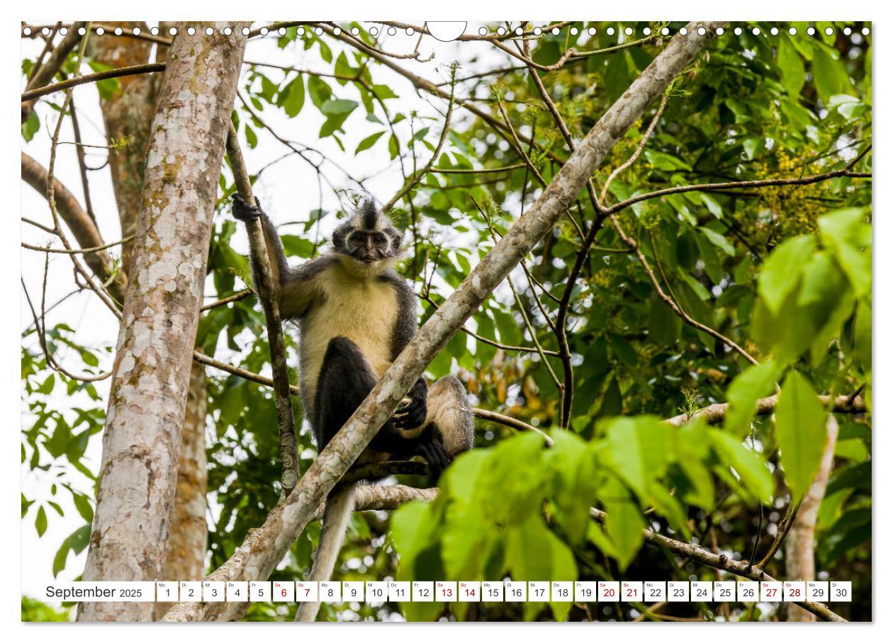 Bild: 9783457151044 | Gunung Leuser Nationalpark Sumatra (Wandkalender 2025 DIN A3 quer),...