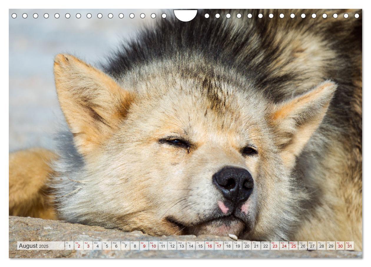 Bild: 9781325937998 | Greenland Dog - The Sled Dogs of Northern Greenland (Wall Calendar...