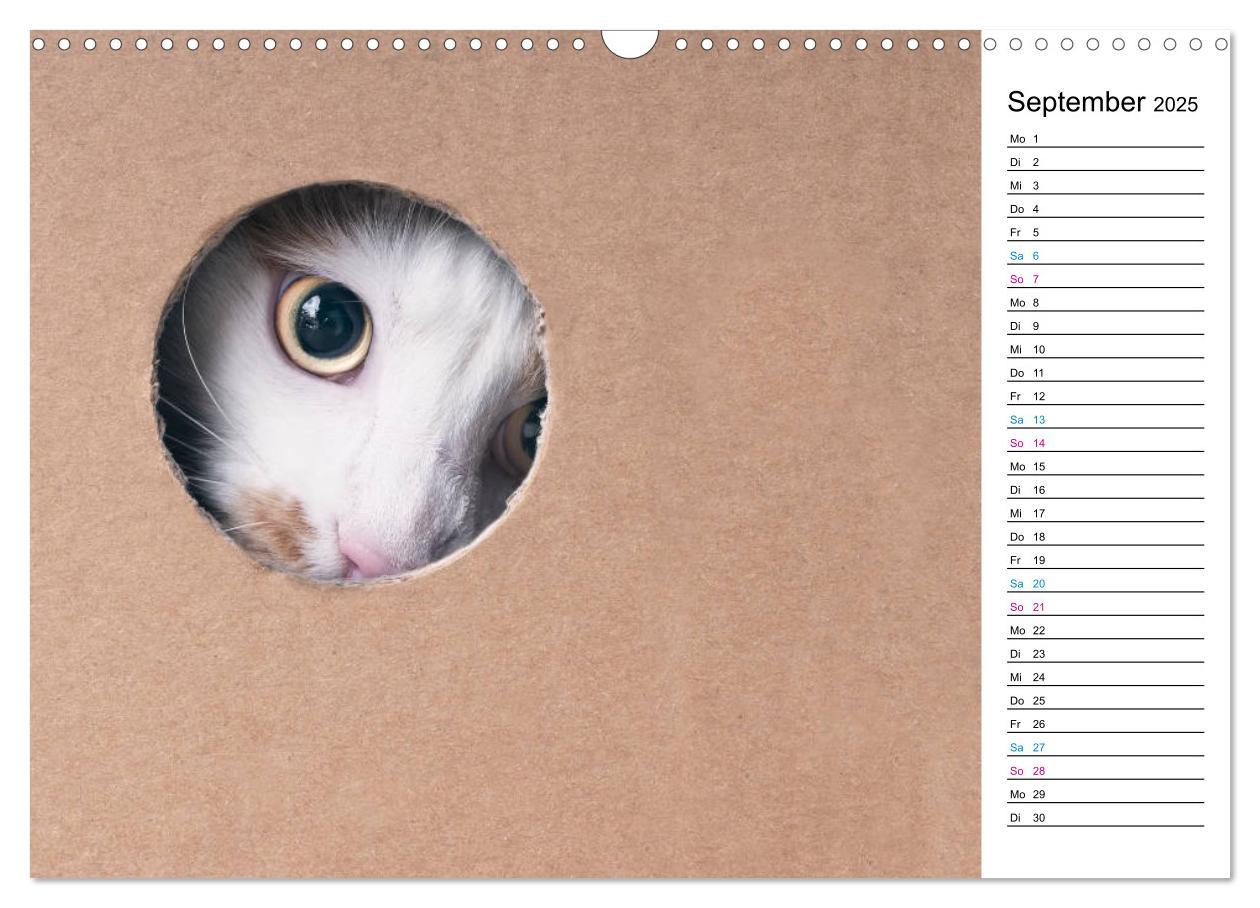 Bild: 9783435205417 | Karton Katzen (Wandkalender 2025 DIN A3 quer), CALVENDO Monatskalender