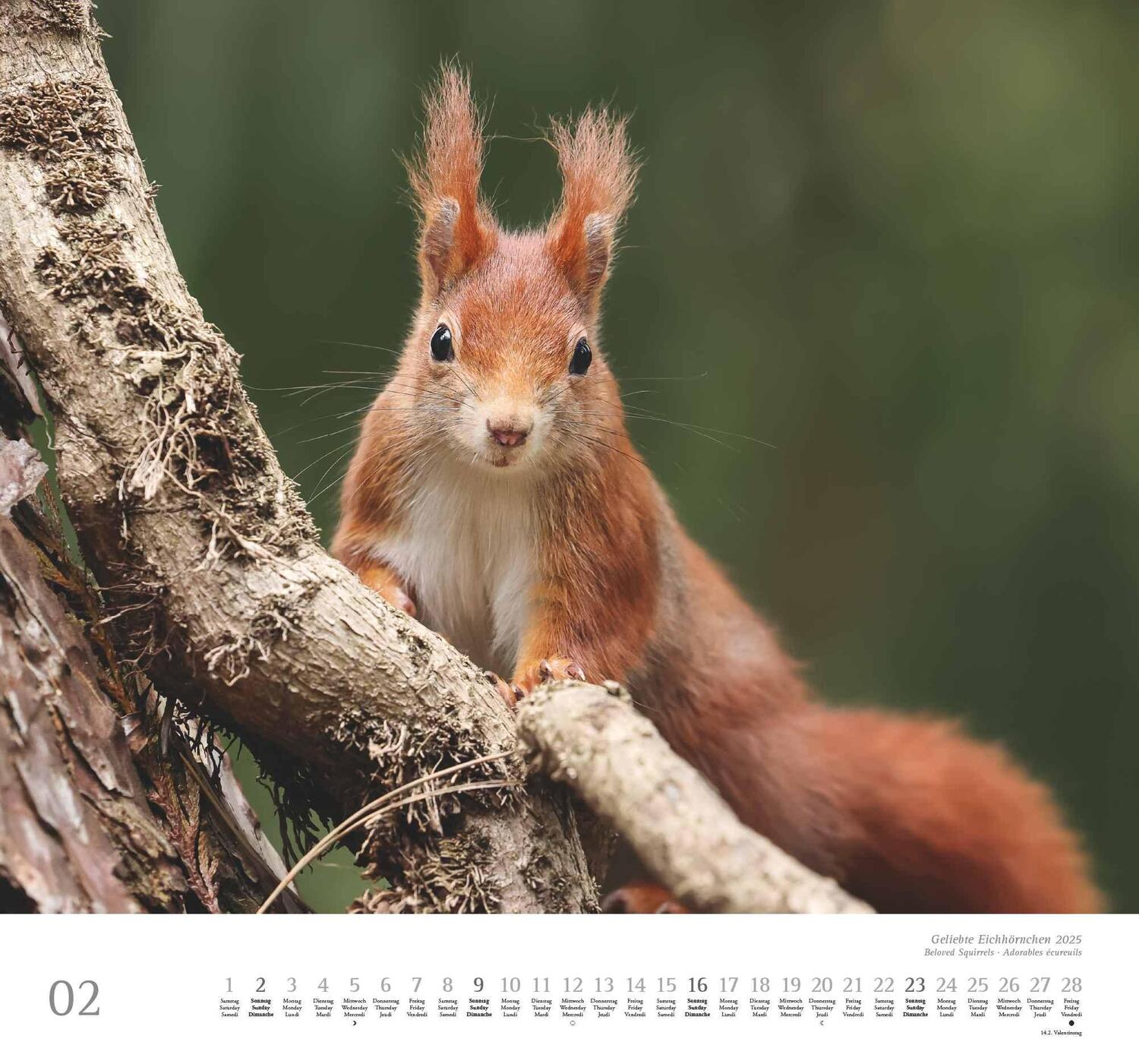 Bild: 4250809652696 | Geliebte Eichhörnchen 2025 - DUMONT Wandkalender - mit den...