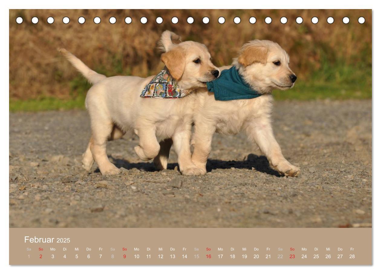 Bild: 9783435743162 | Golden Retriever (Tischkalender 2025 DIN A5 quer), CALVENDO...