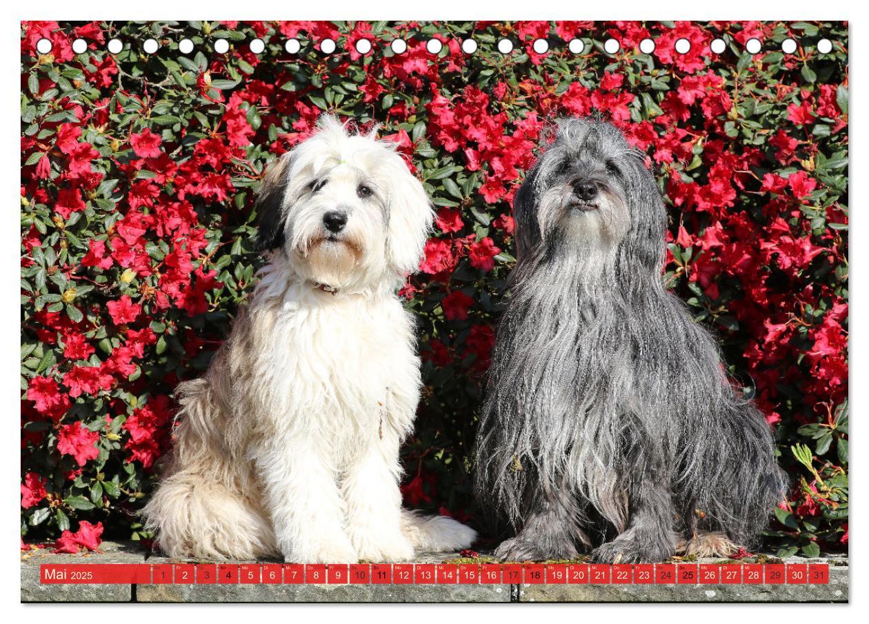 Bild: 9783457162392 | Tibet Terrier Theo (Tischkalender 2025 DIN A5 quer), CALVENDO...