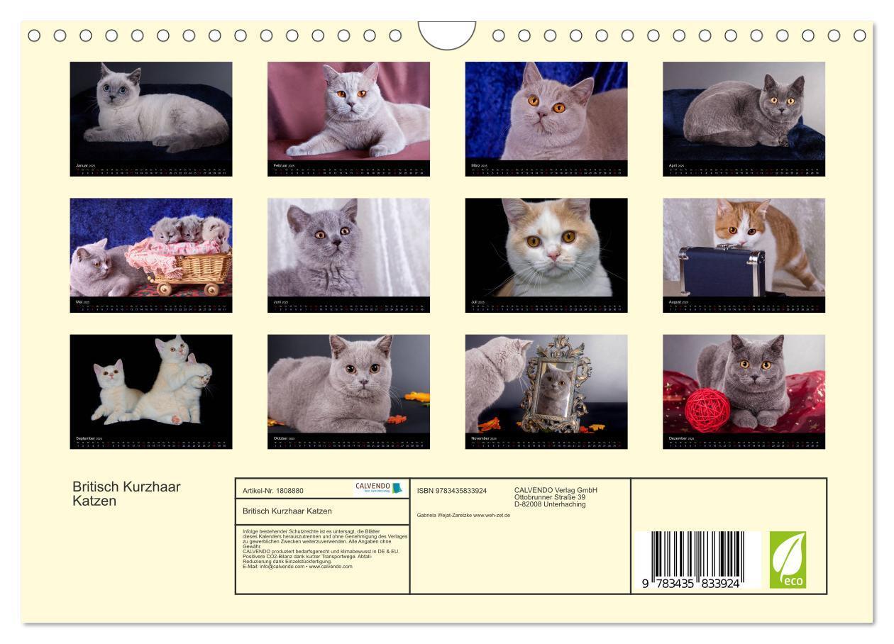 Bild: 9783435833924 | Britisch Kurzhaar Katzen (Wandkalender 2025 DIN A4 quer), CALVENDO...