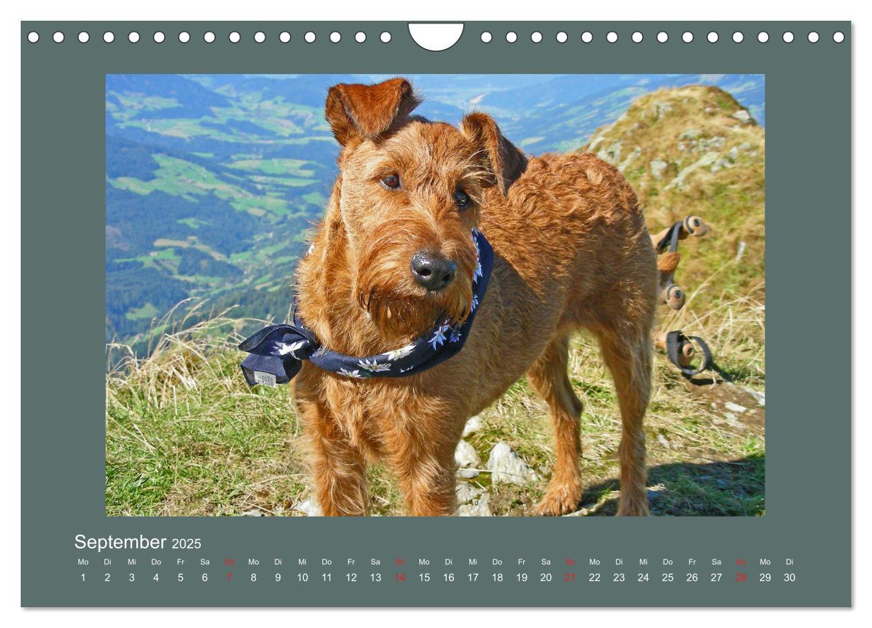 Bild: 9783435286973 | Kelly, der Irish Terrier - innen und außen aus Gold (Wandkalender...