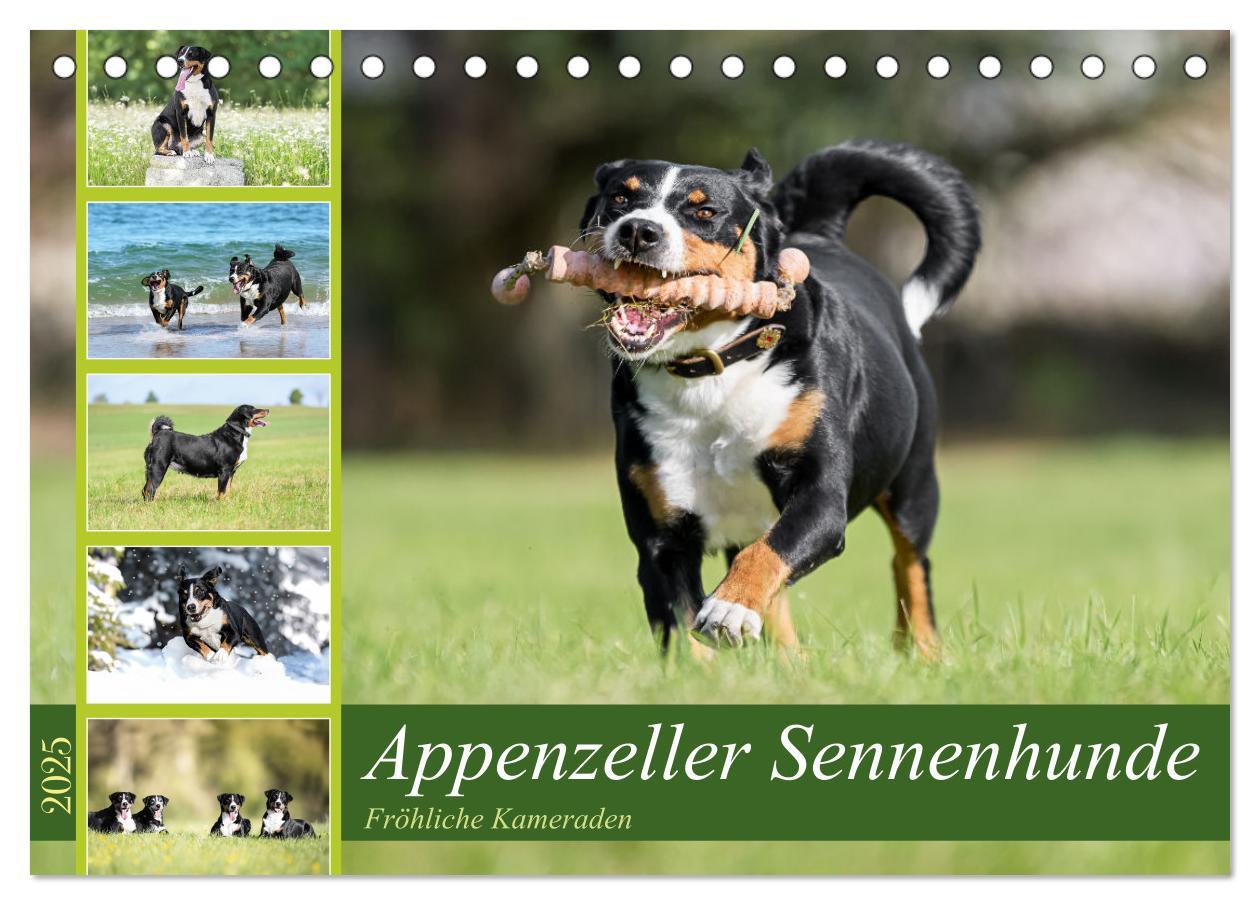 Cover: 9783383850127 | Appenzeller Sennenhunde - Fröhliche Kameraden (Tischkalender 2025...