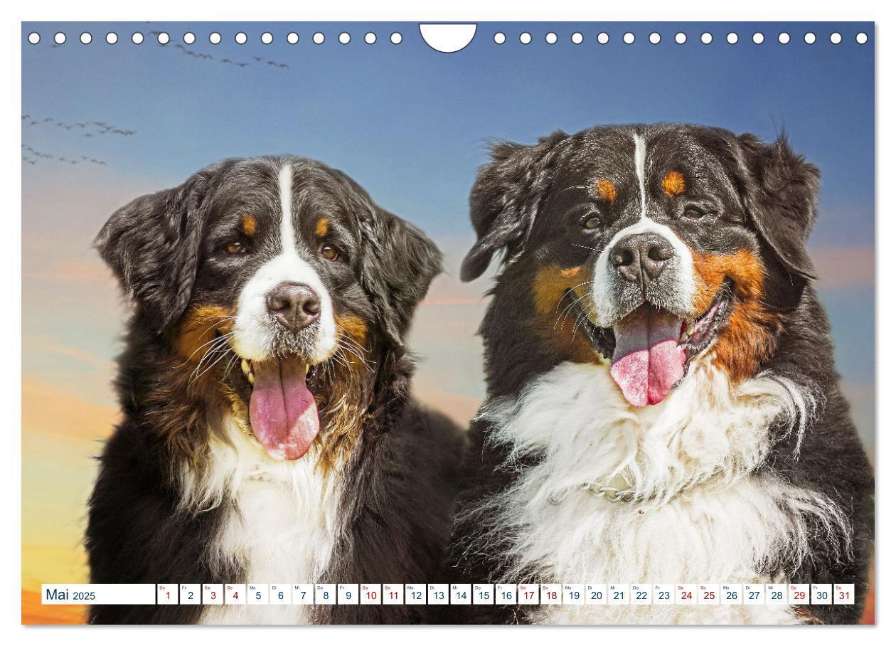 Bild: 9783435050321 | Berner Sennenhund - Ein Traum auf vier Pfoten (Wandkalender 2025...