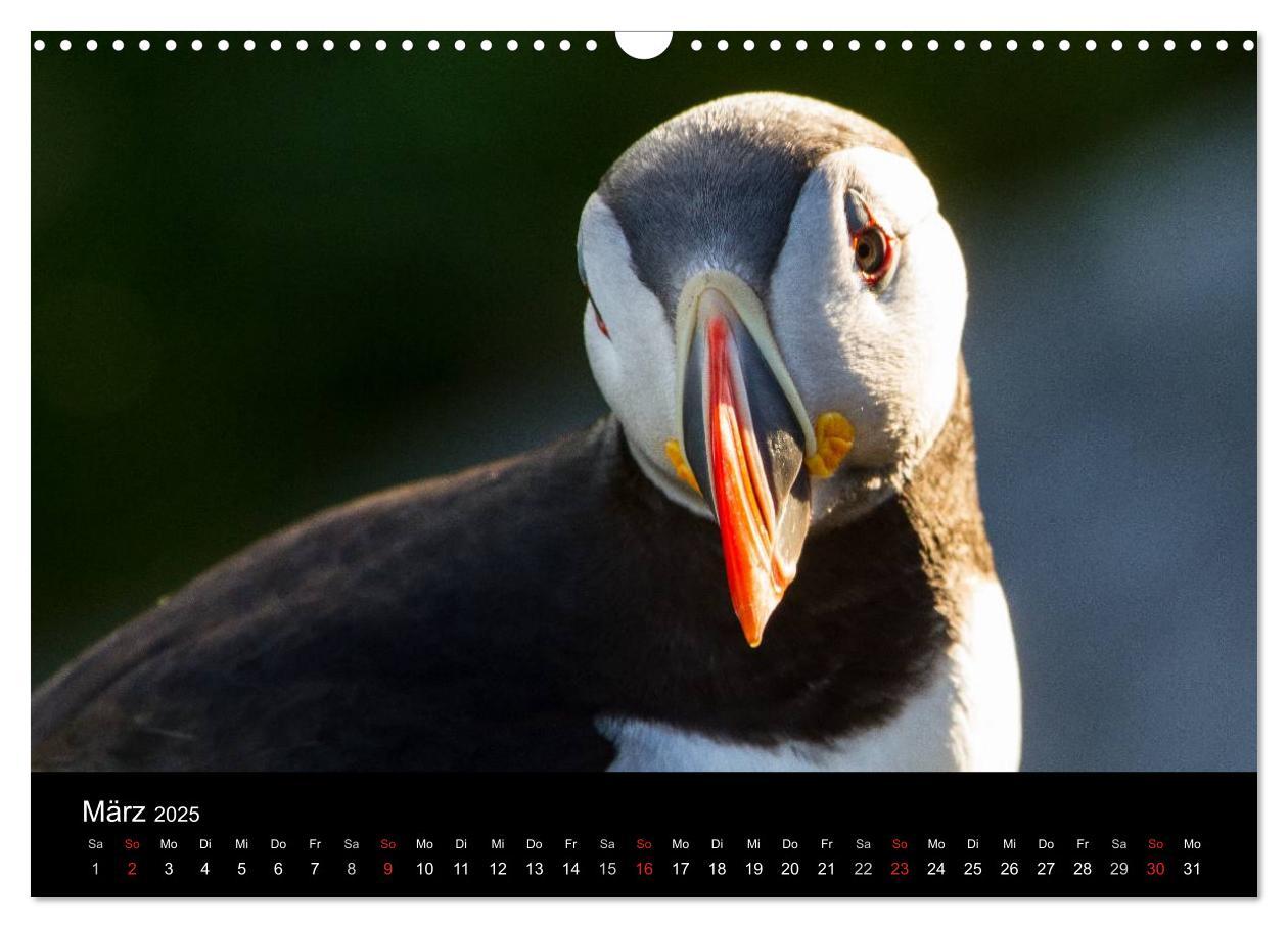 Bild: 9783435815258 | Papageientaucher (Wandkalender 2025 DIN A3 quer), CALVENDO...