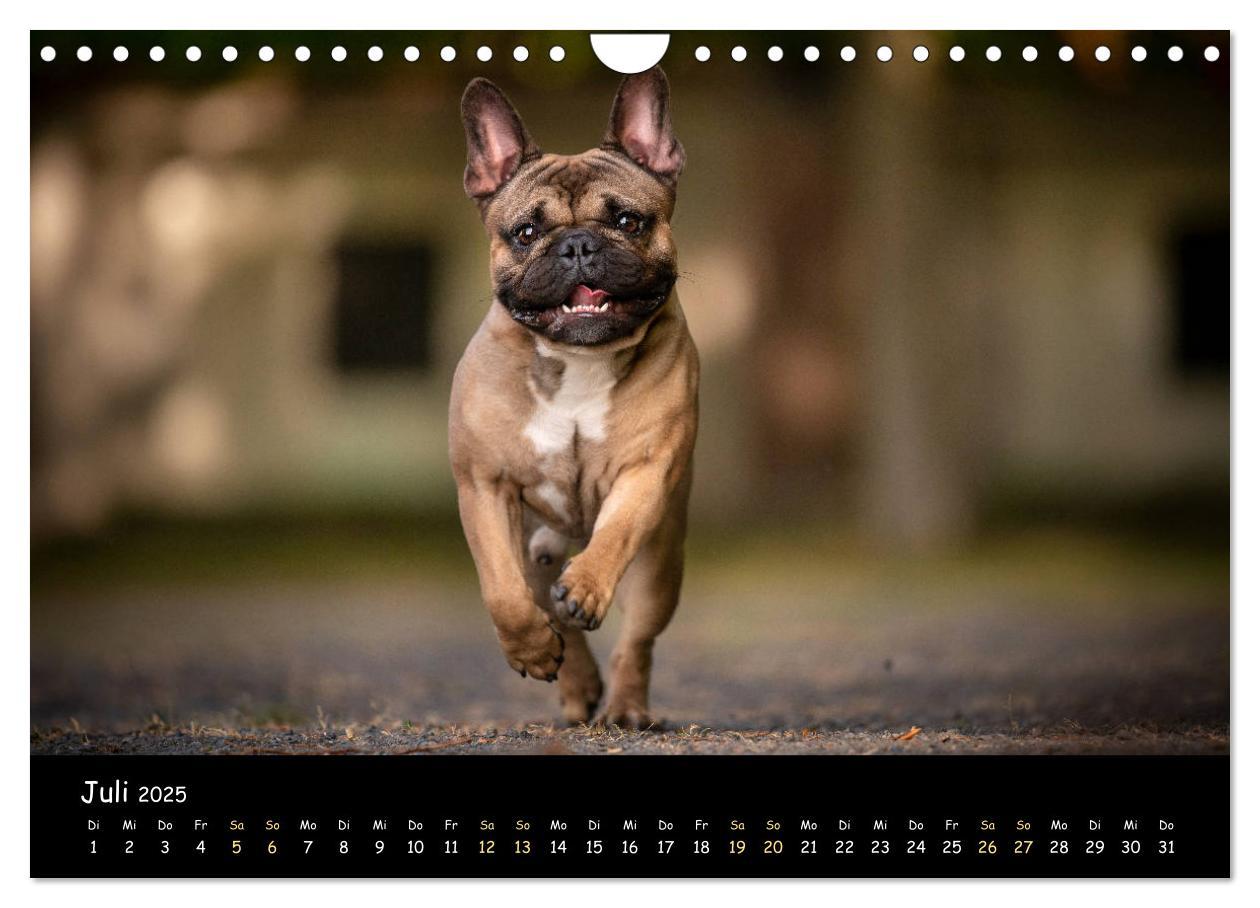 Bild: 9783435222506 | Französische Bulldogge - Clowns auf vier Pfoten (Wandkalender 2025...