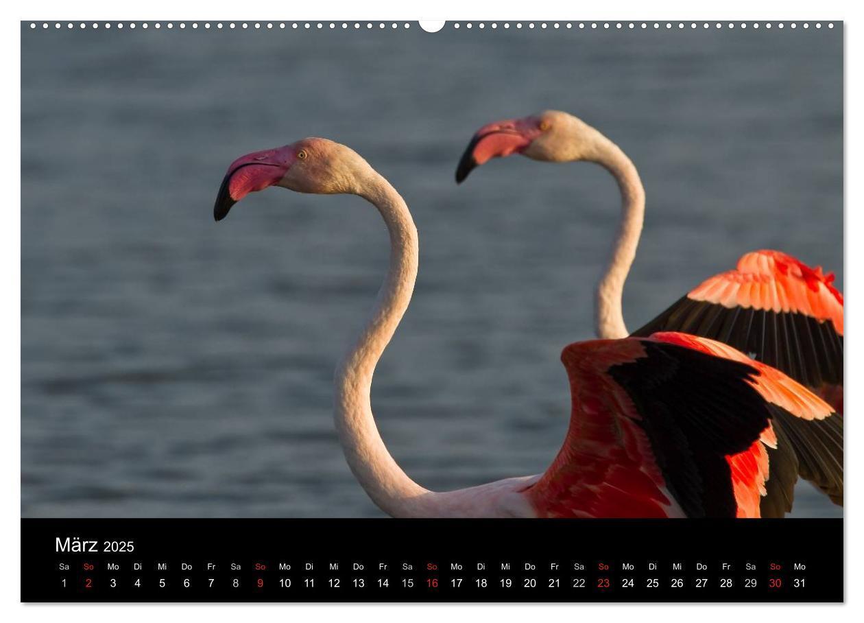 Bild: 9783435674473 | Flamingos der Camargue 2025 (Wandkalender 2025 DIN A2 quer),...