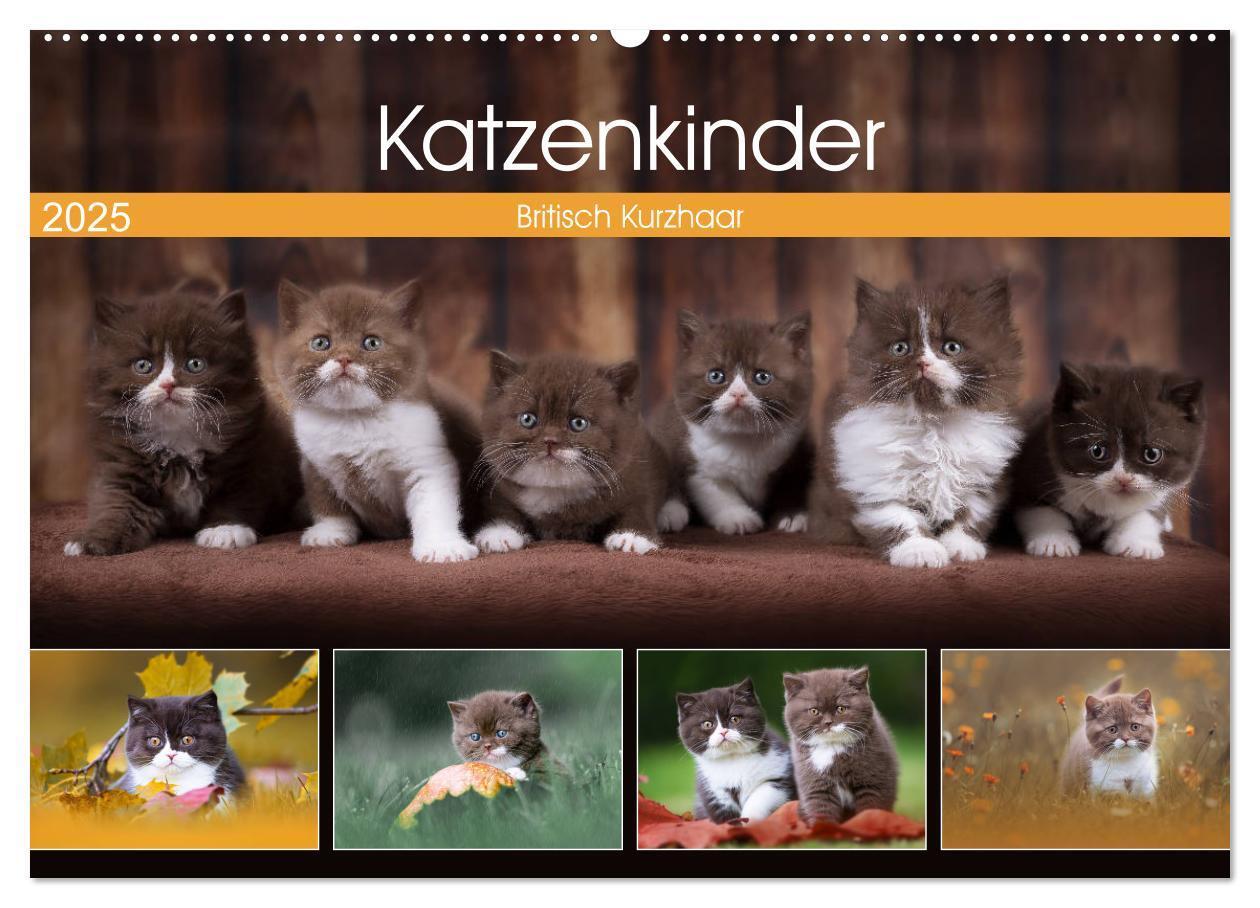 Cover: 9783435340941 | Katzenkinder - Britisch Kurzhaar (Wandkalender 2025 DIN A2 quer),...