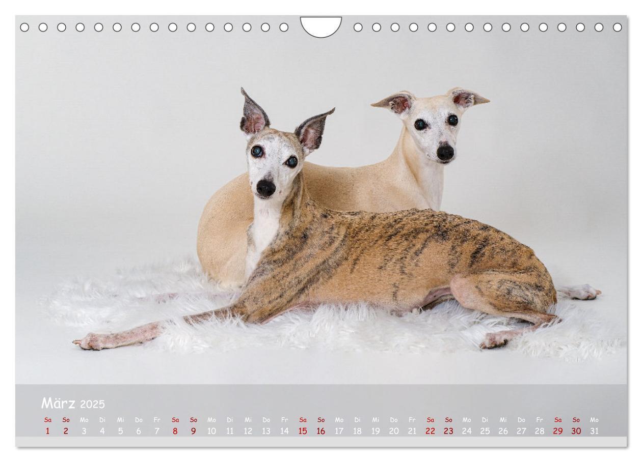 Bild: 9783383857133 | Whippets - Seelenhunde fürs Leben (Wandkalender 2025 DIN A4 quer),...