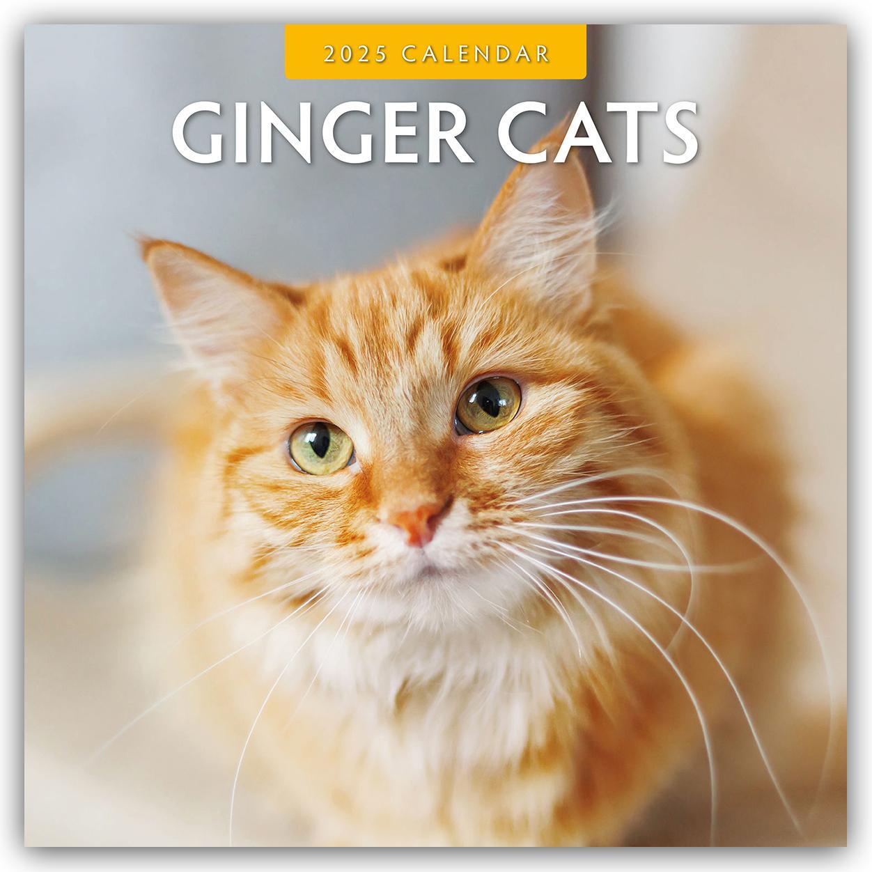 Cover: 9781804423912 | Ginger Cats - Rote Katzen - Gingerkatzen 2025 - 16-Monatskalender