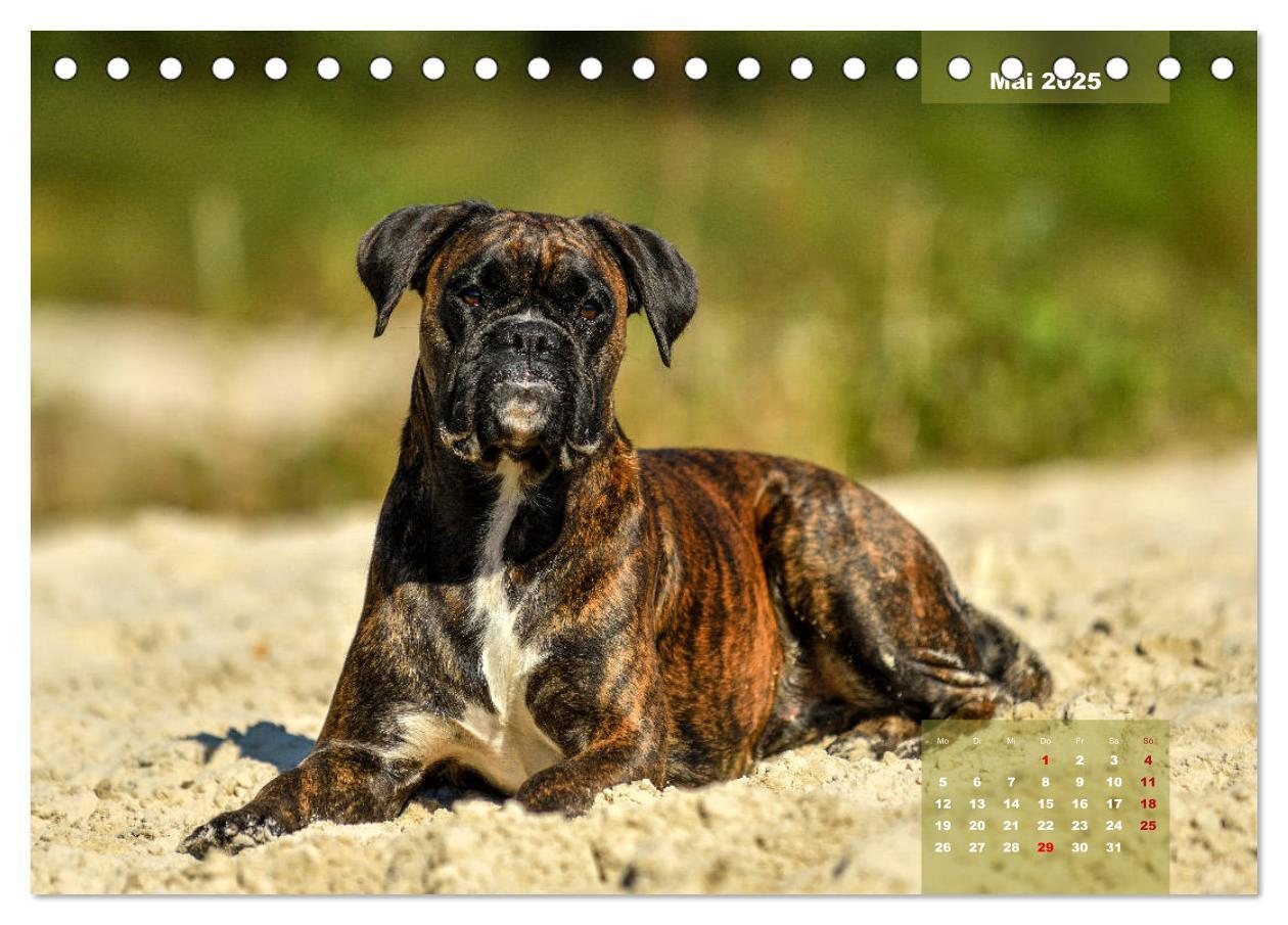 Bild: 9783435178575 | Einmal Boxer - immer Boxer (Tischkalender 2025 DIN A5 quer),...