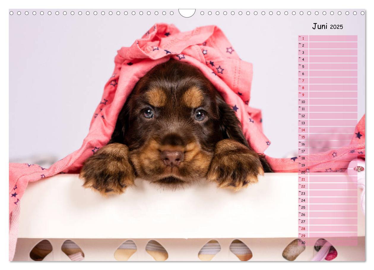 Bild: 9783435119509 | English Cocker Spaniel Welpen (Wandkalender 2025 DIN A3 quer),...