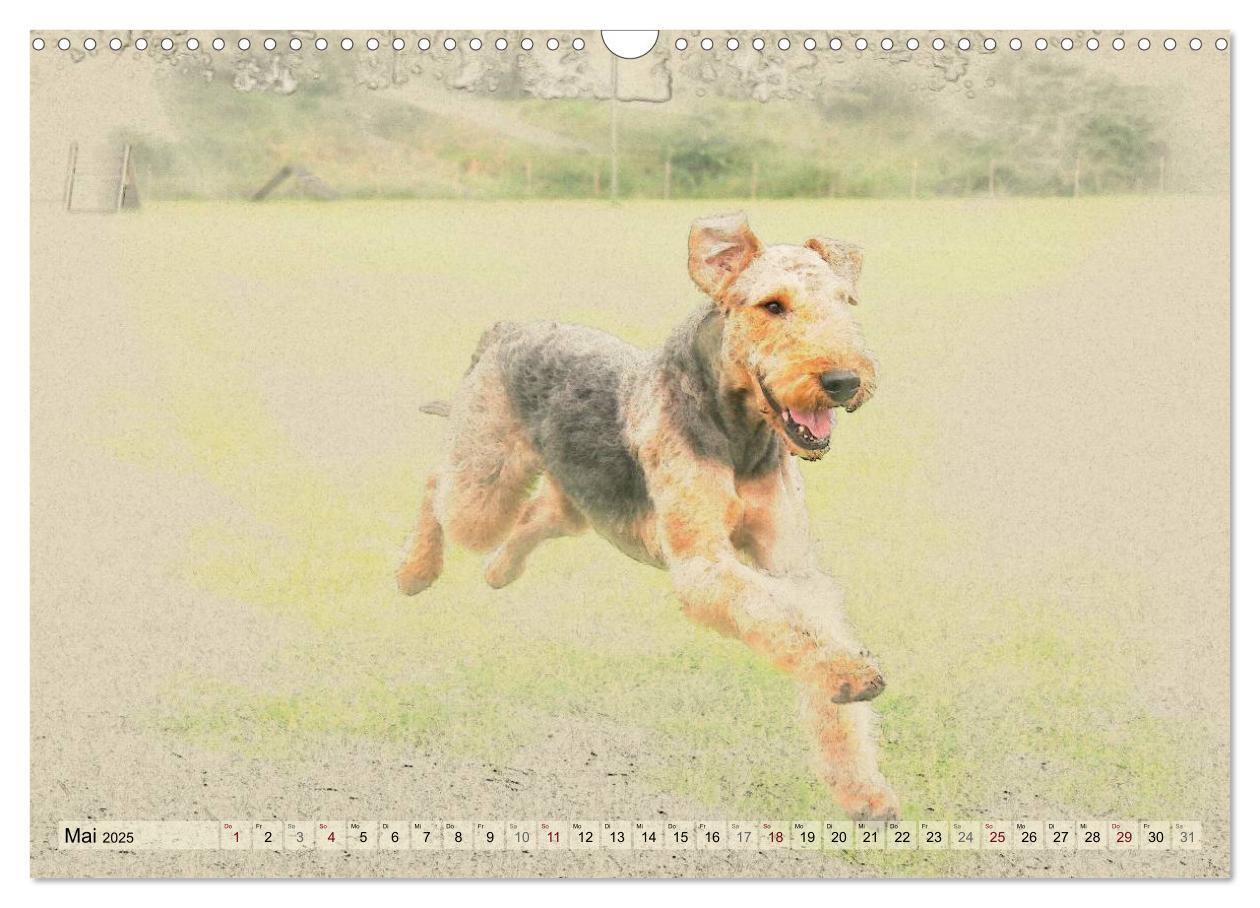 Bild: 9783435627264 | Airedale Terrier 2025 (Wandkalender 2025 DIN A3 quer), CALVENDO...